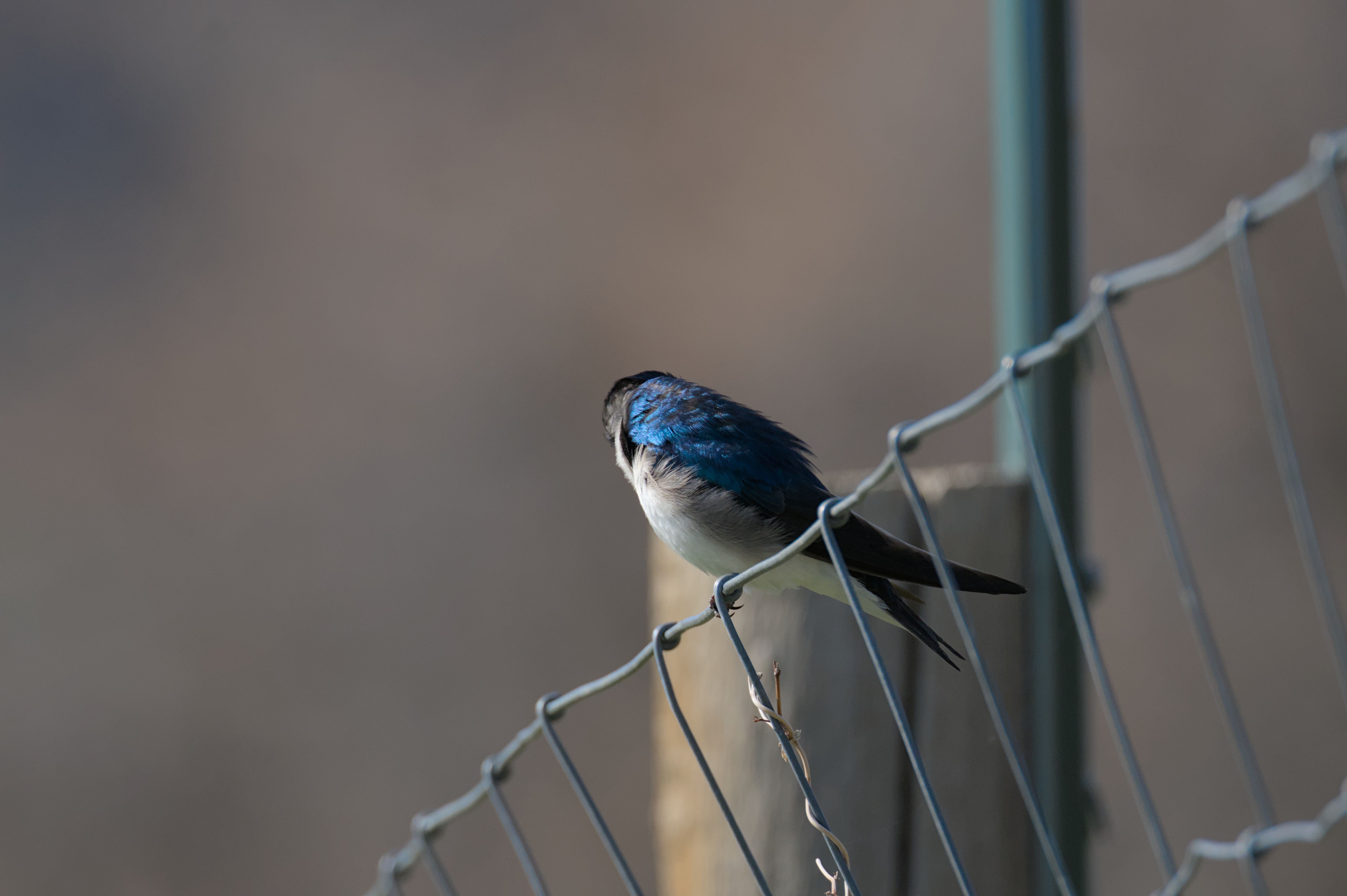 A house swallow sitting on a wire fence, turned away from the camera