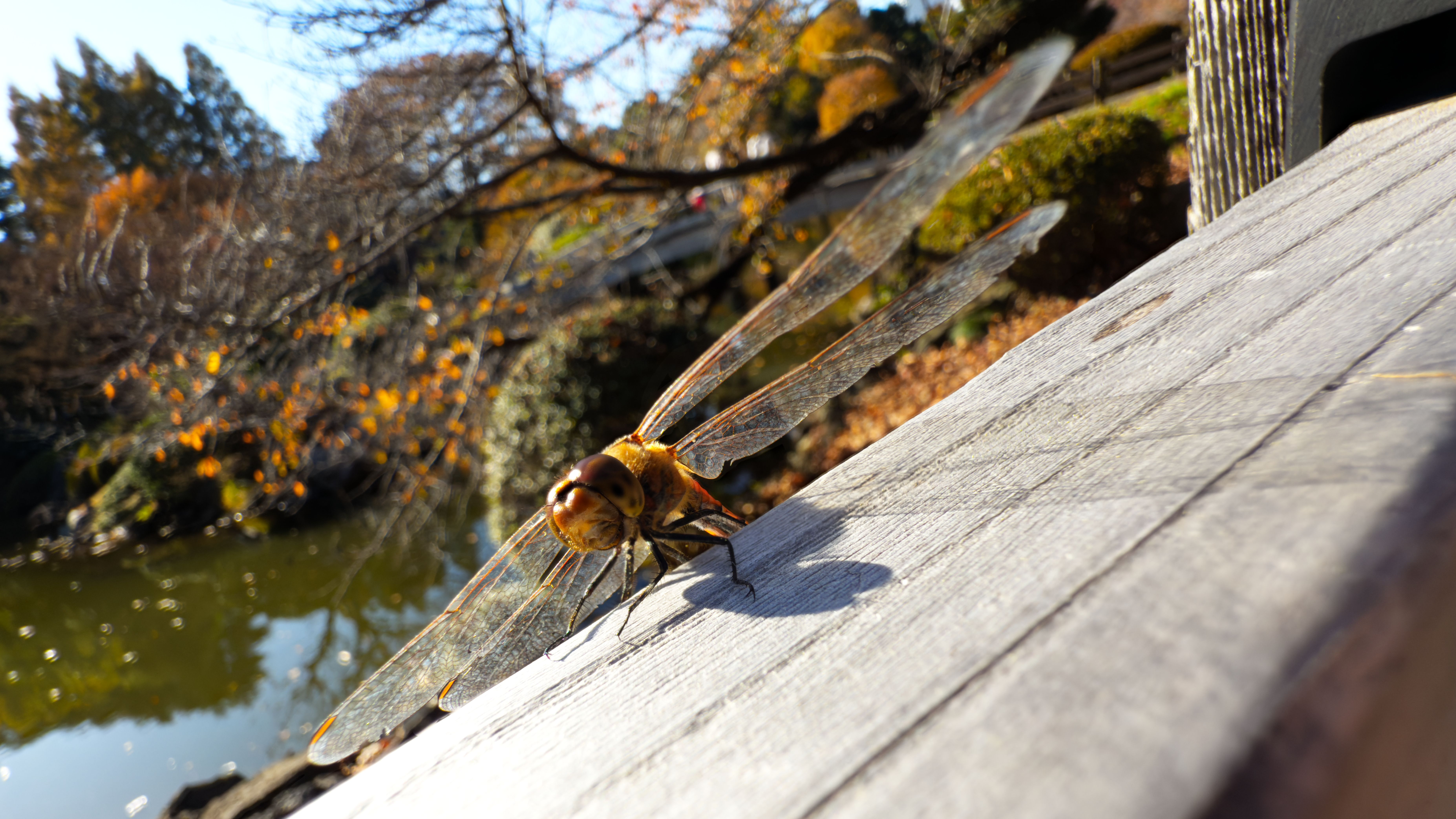 A closeup of an orangish dragonfly from the front at an angle, perched on top of a fence