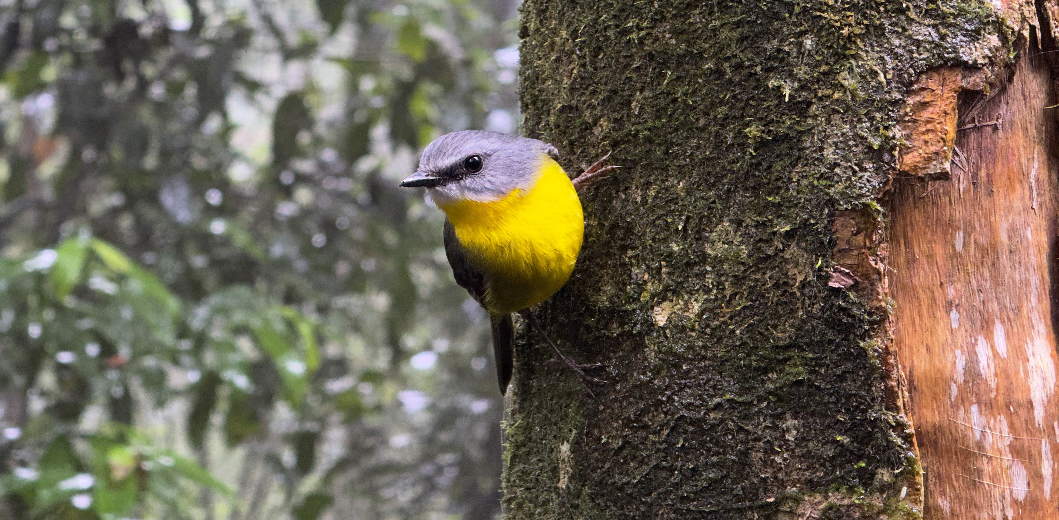 A small gray bird with a yellow belly hanging on the side of a mossy tree