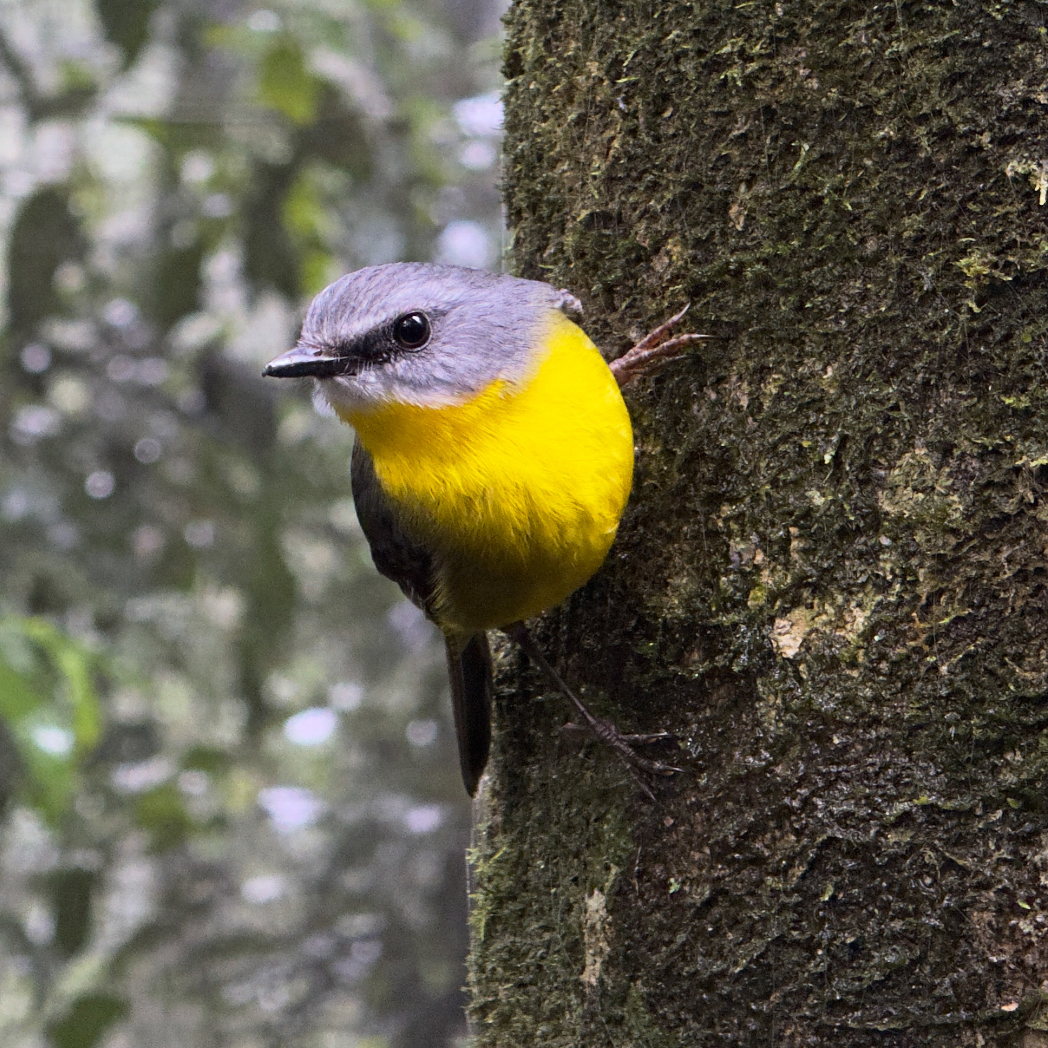 A small gray bird with a yellow belly hanging on the side of a mossy tree