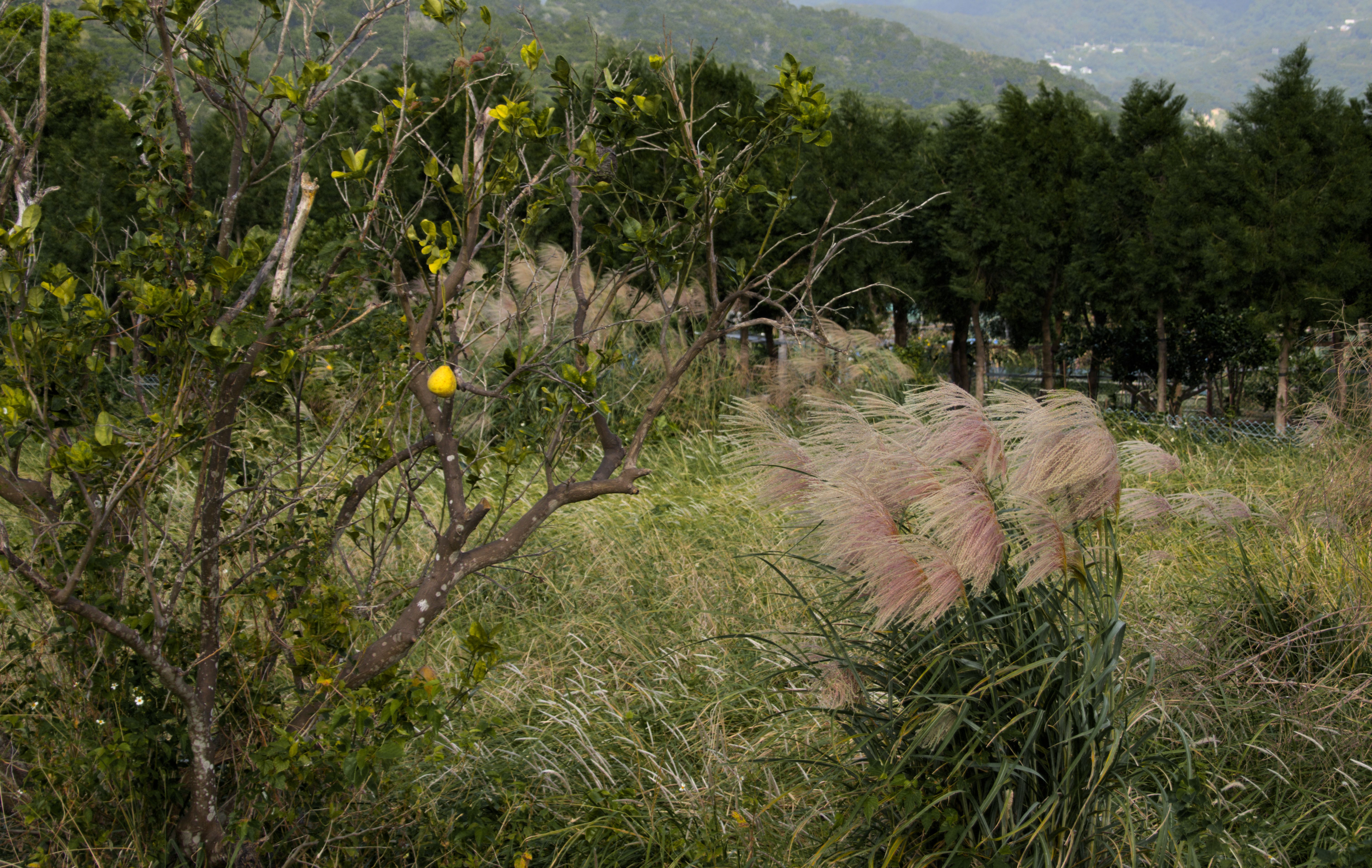 A tall stand of grass to the right of a shrubby pear tree bearing a single pear.