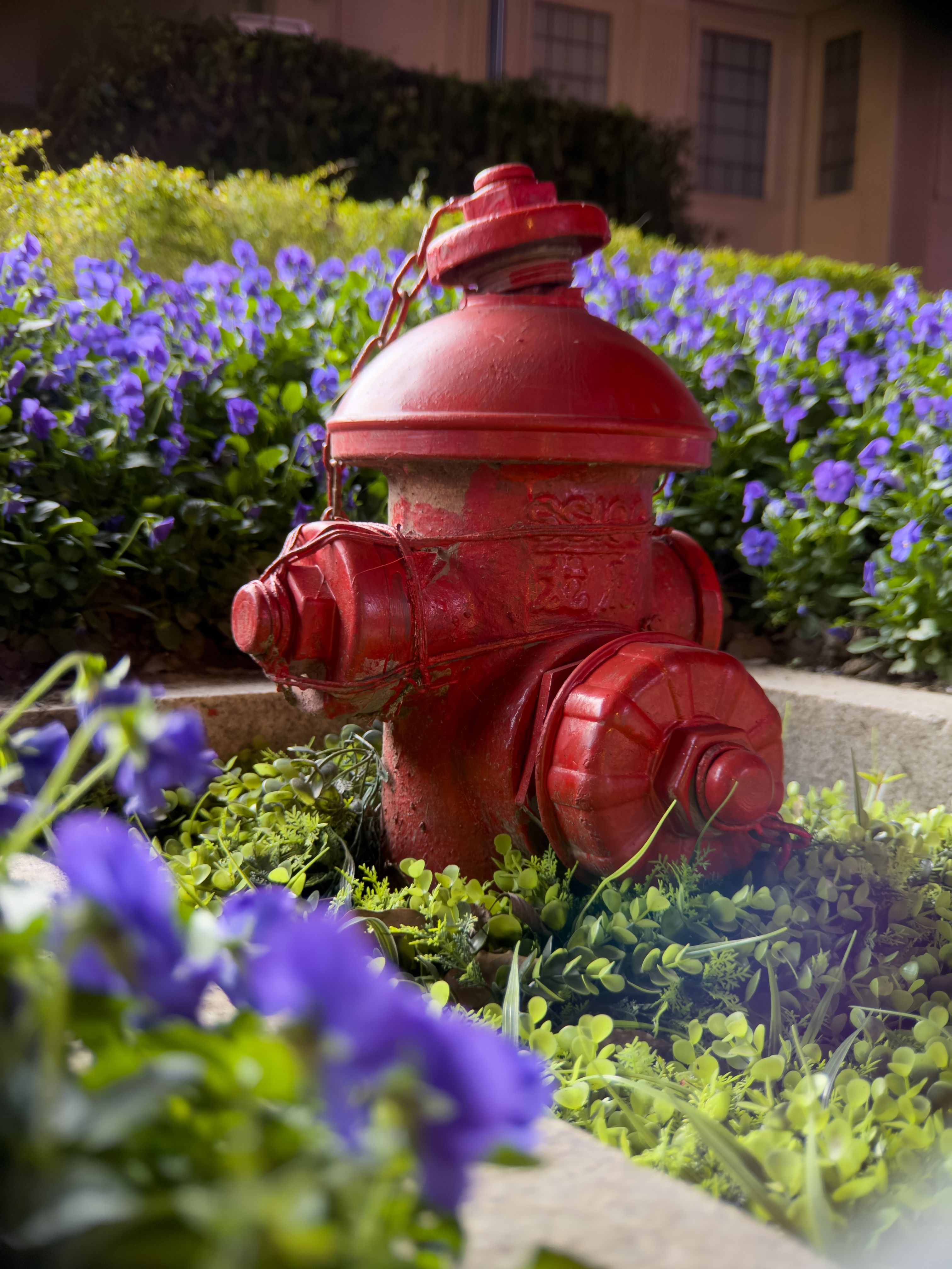 A red fire hydrant among purple flowers