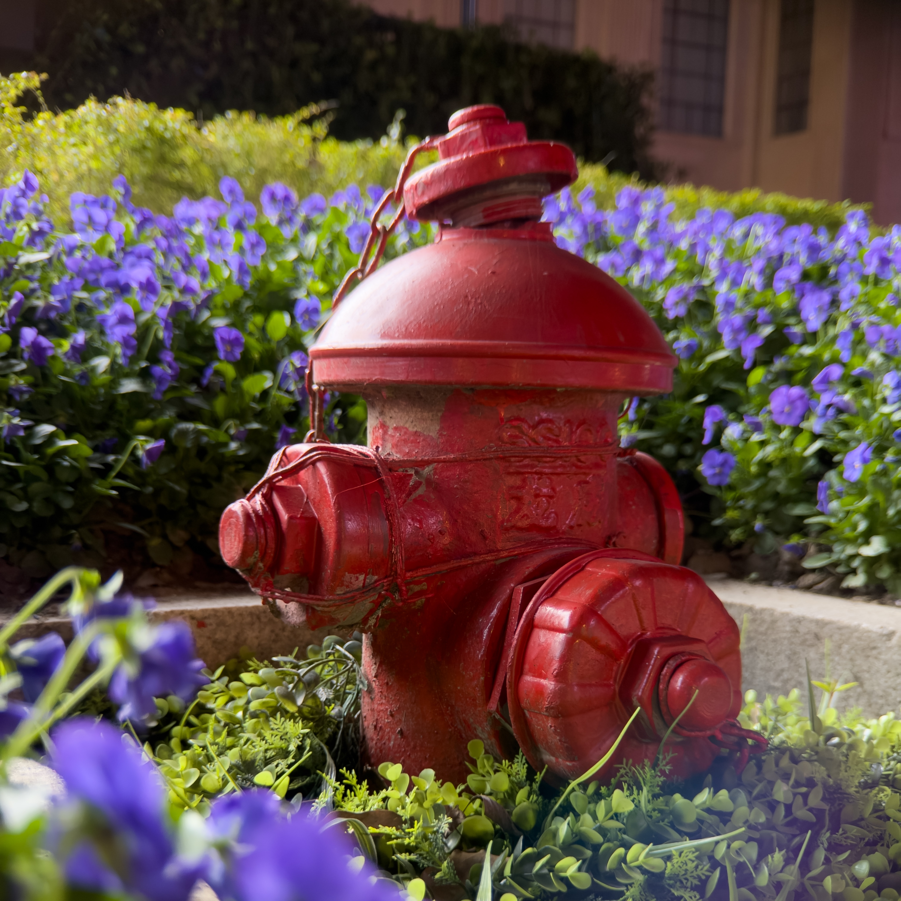 A red fire hydrant among purple flowers