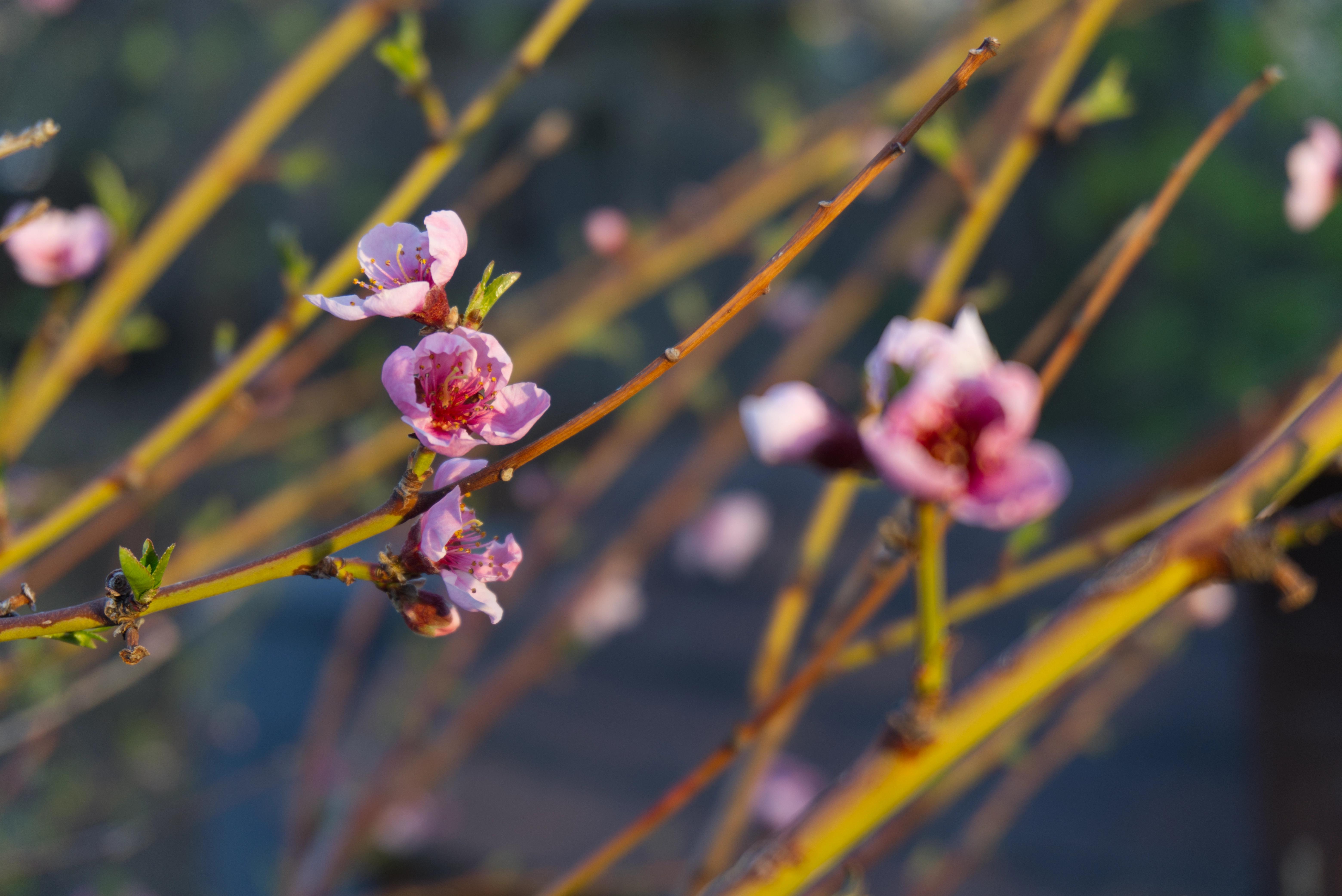 A pink peach blossom at sunset