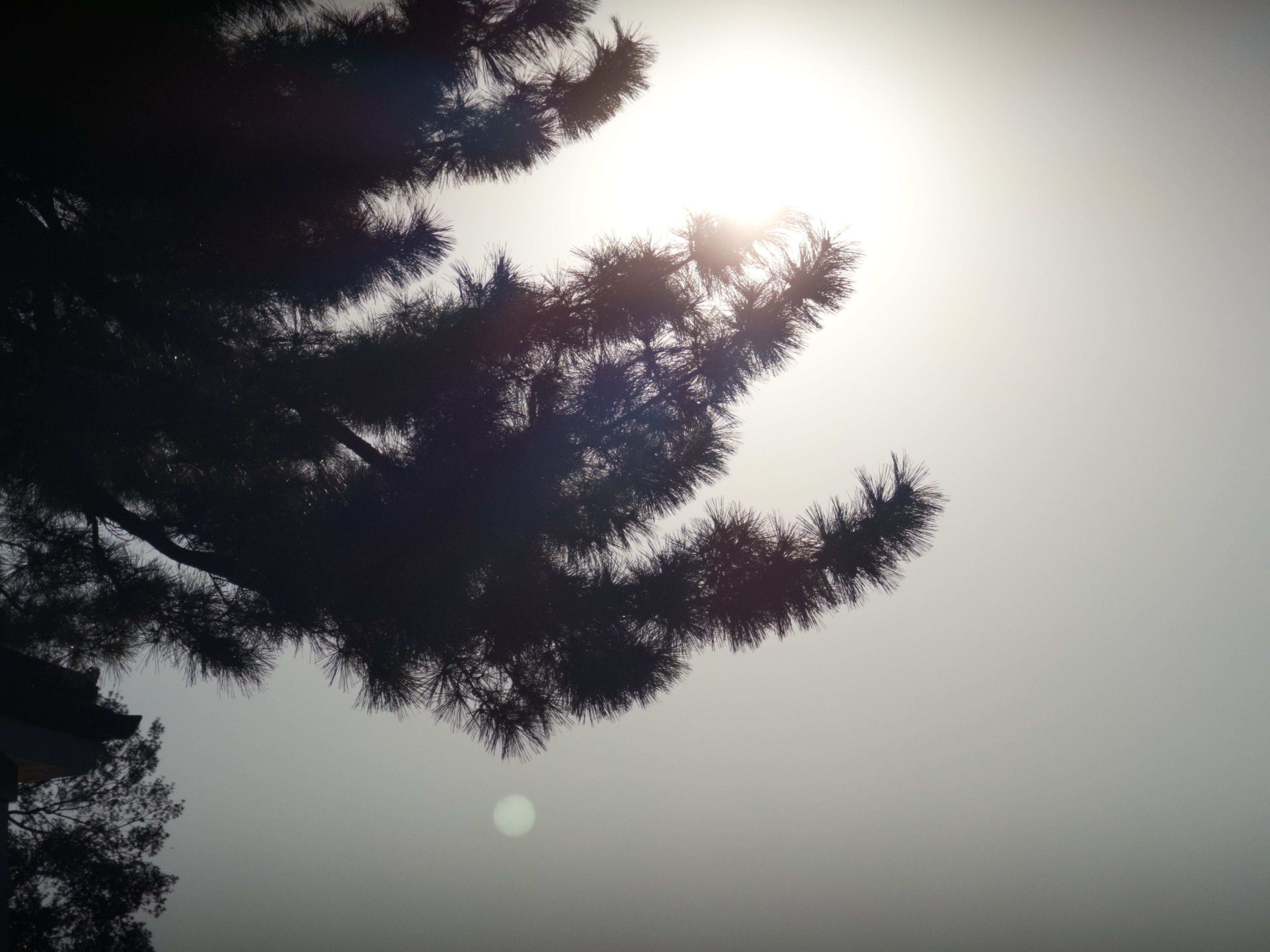A pine tree branch silhouetted against the sun
