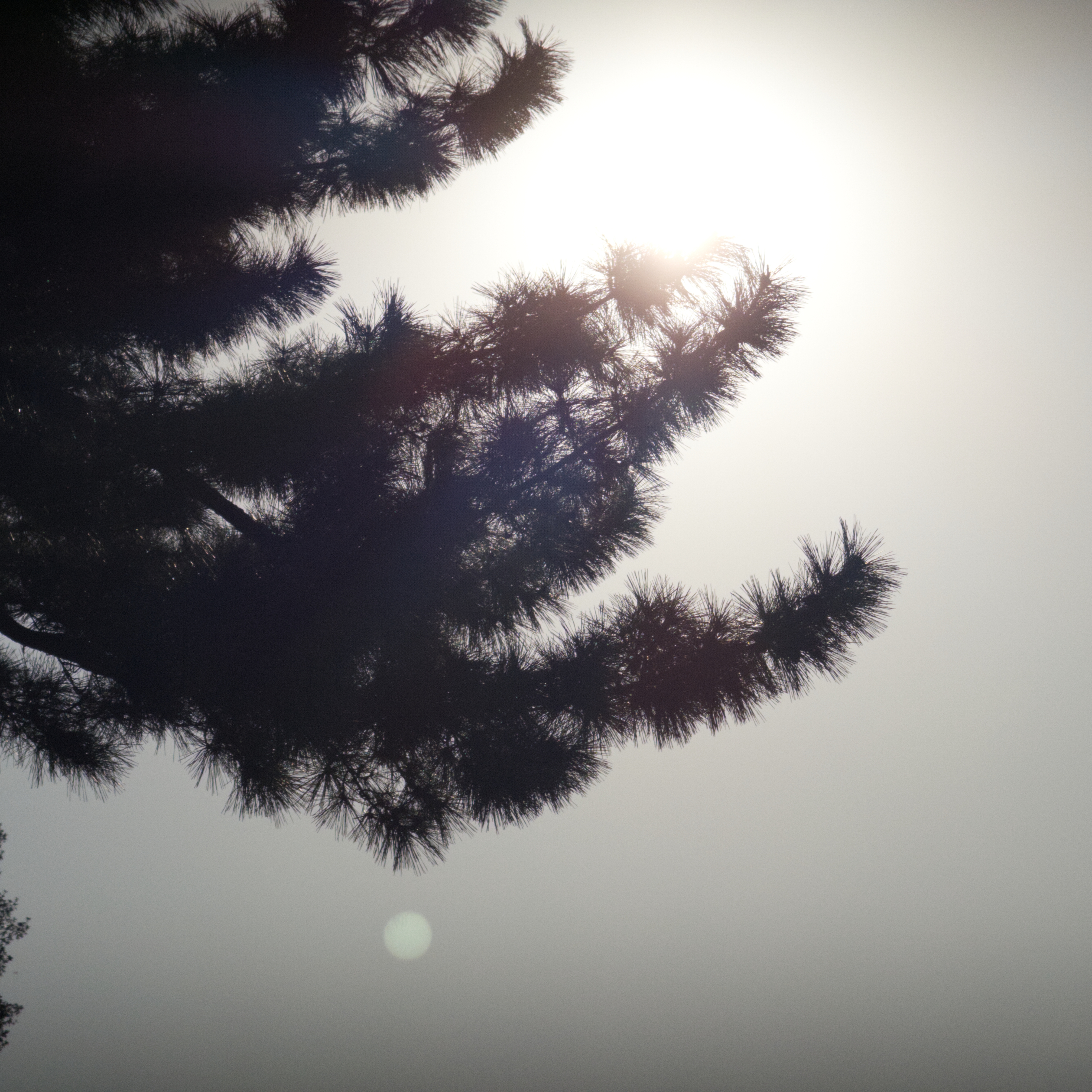 A pine tree branch silhouetted against the sun