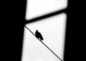 Photograph by Tom Wøbbekind
