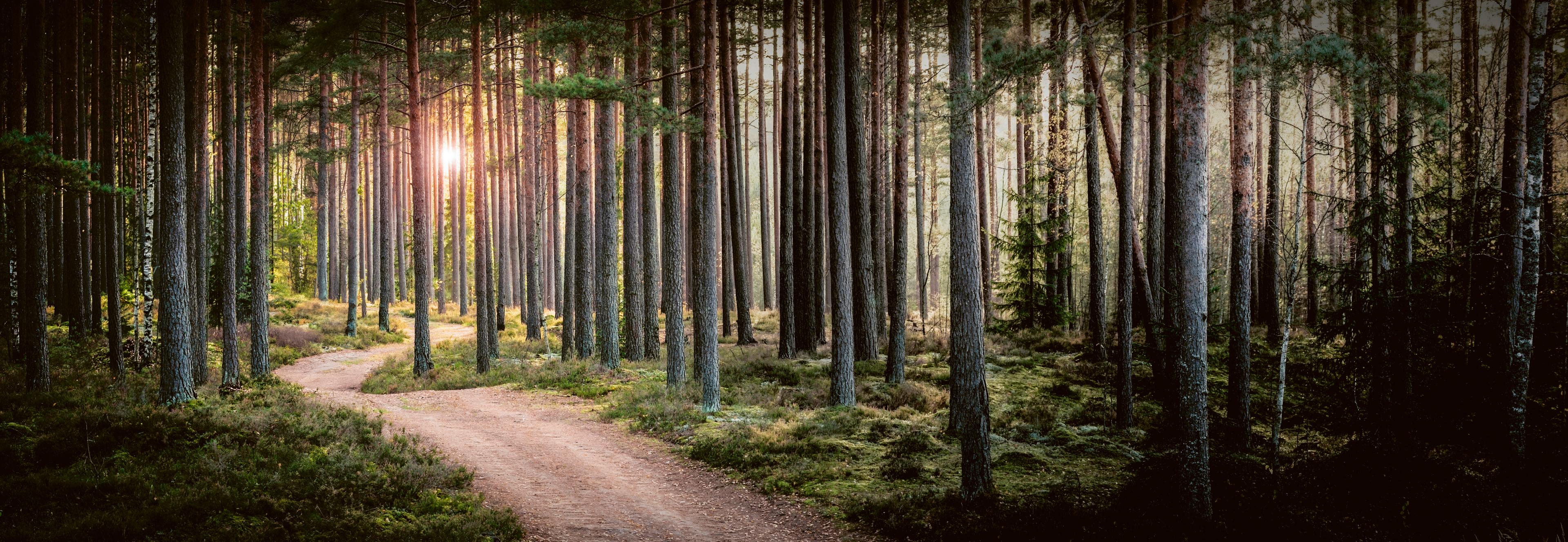 Path in forest