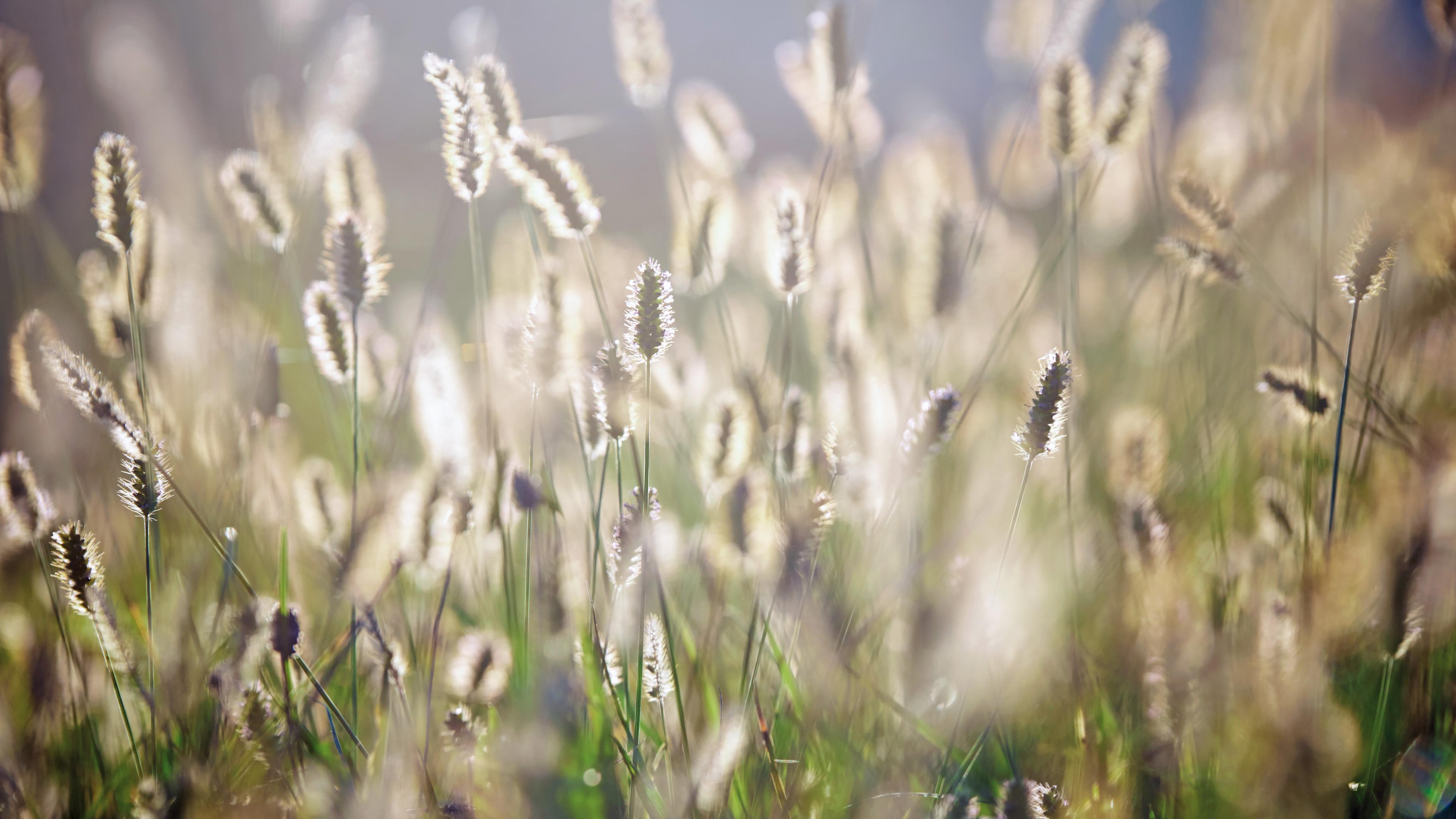 Blande of grass in sunlight