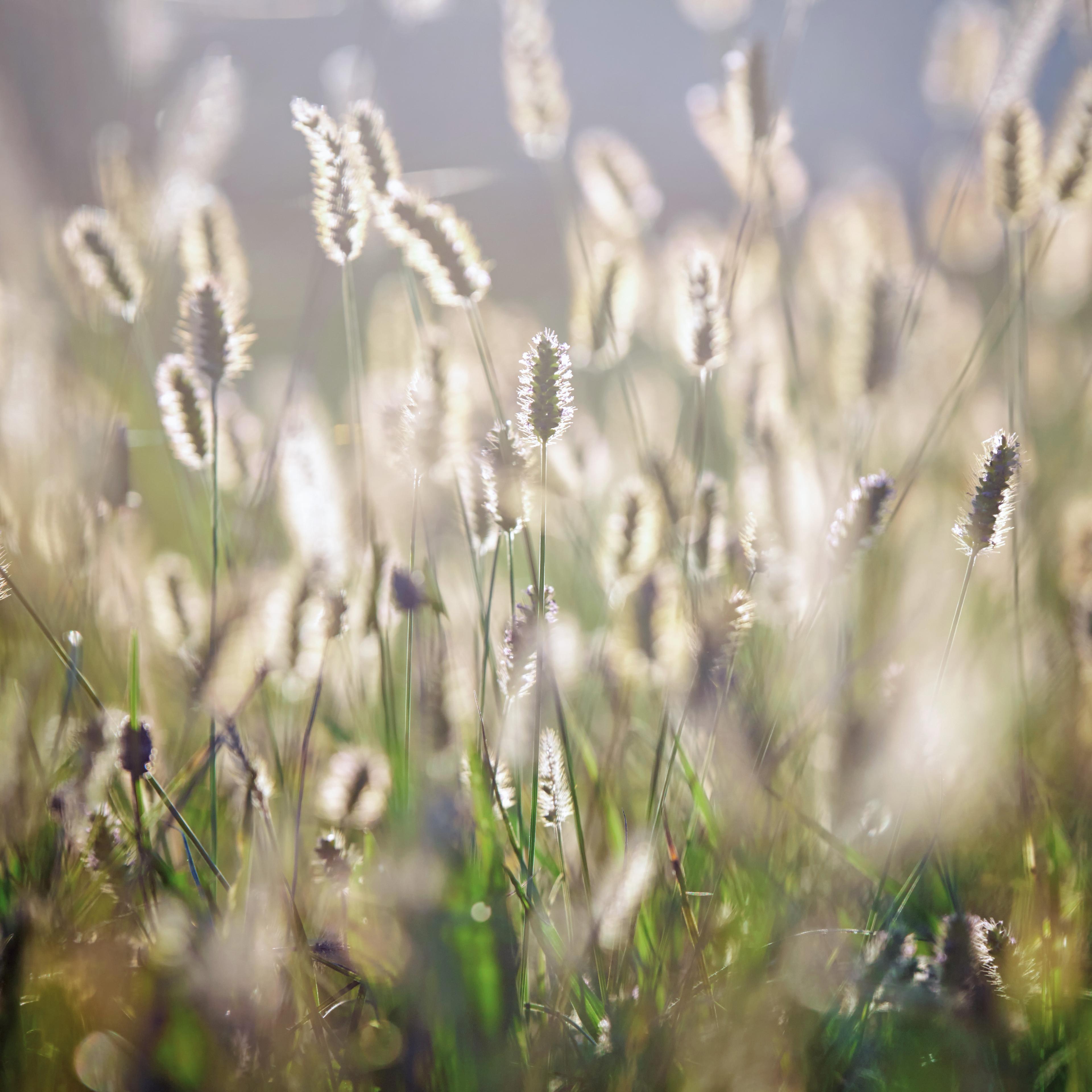 Blande of grass in sunlight