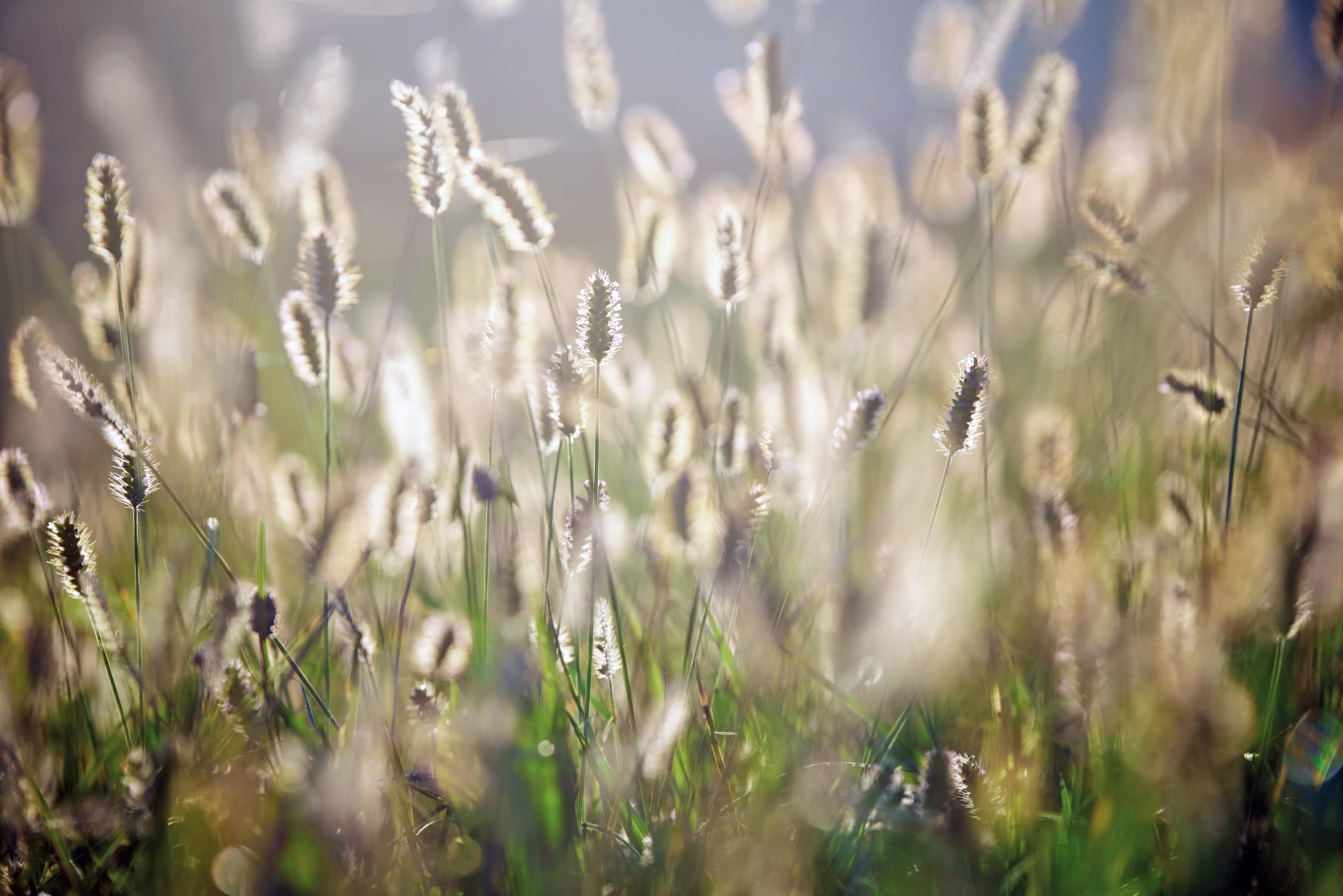 Blande of grass in sunlight