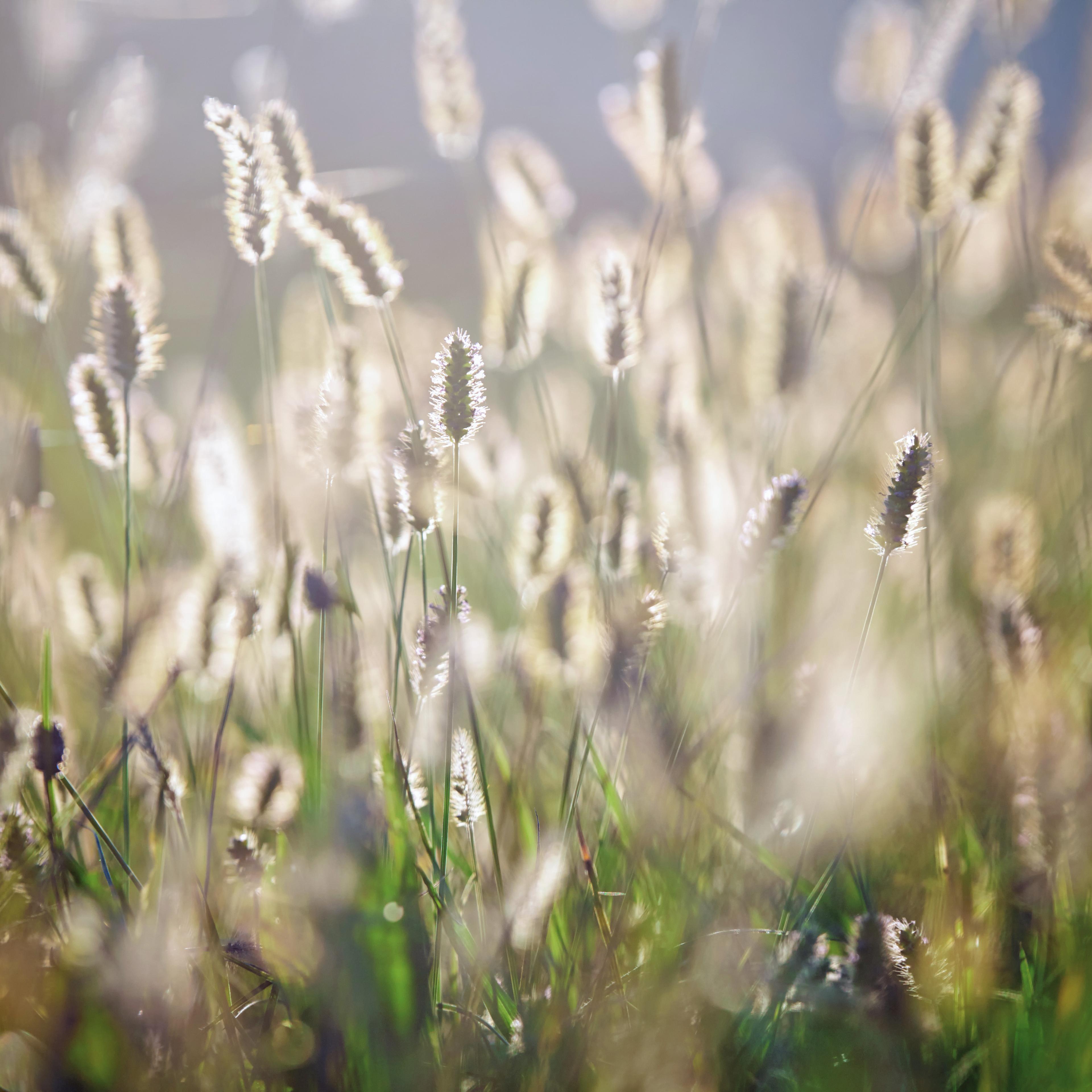 Blande of grass in sunlight