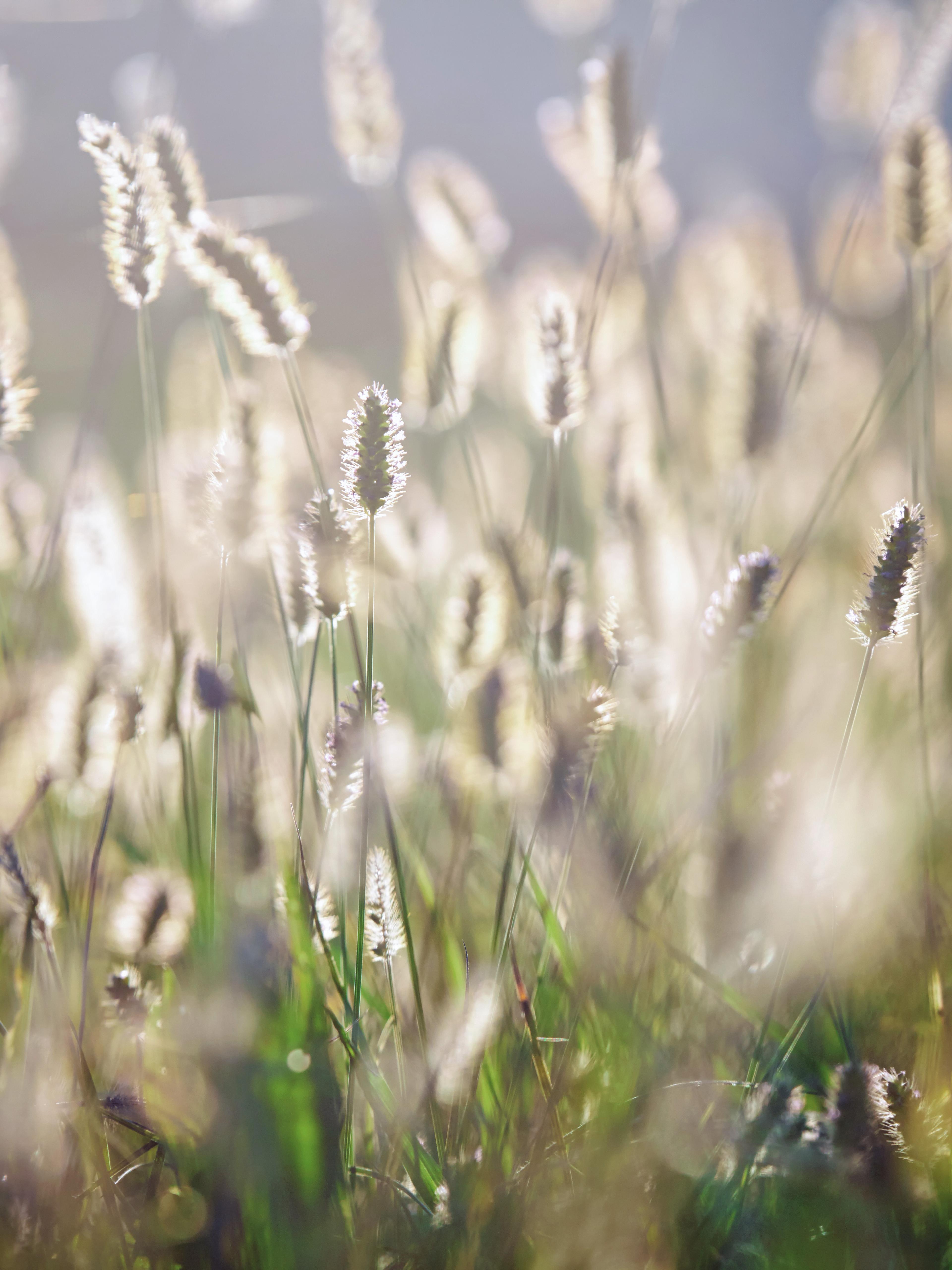 Blande of grass in sunlight