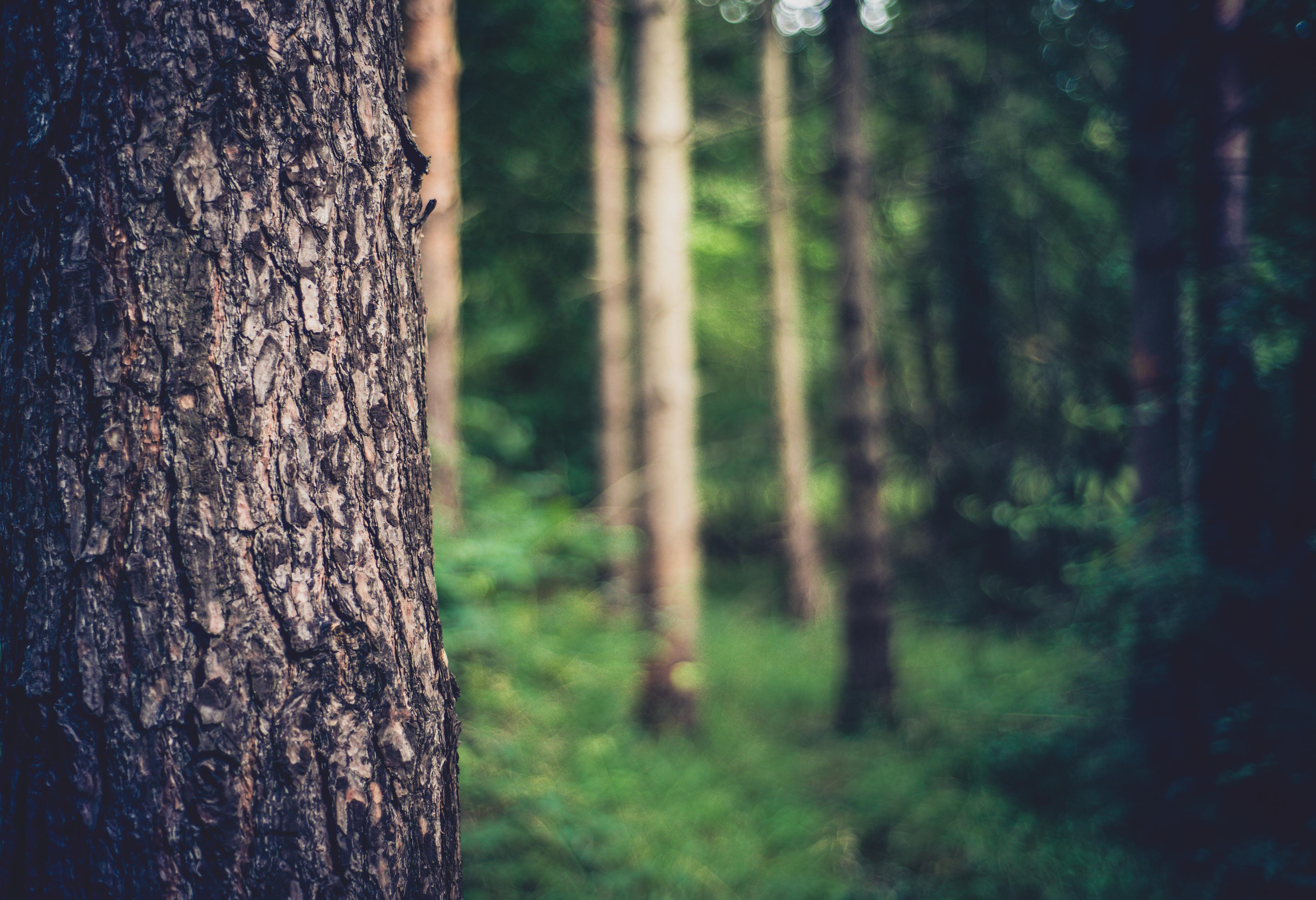 Forest with a tree in focus