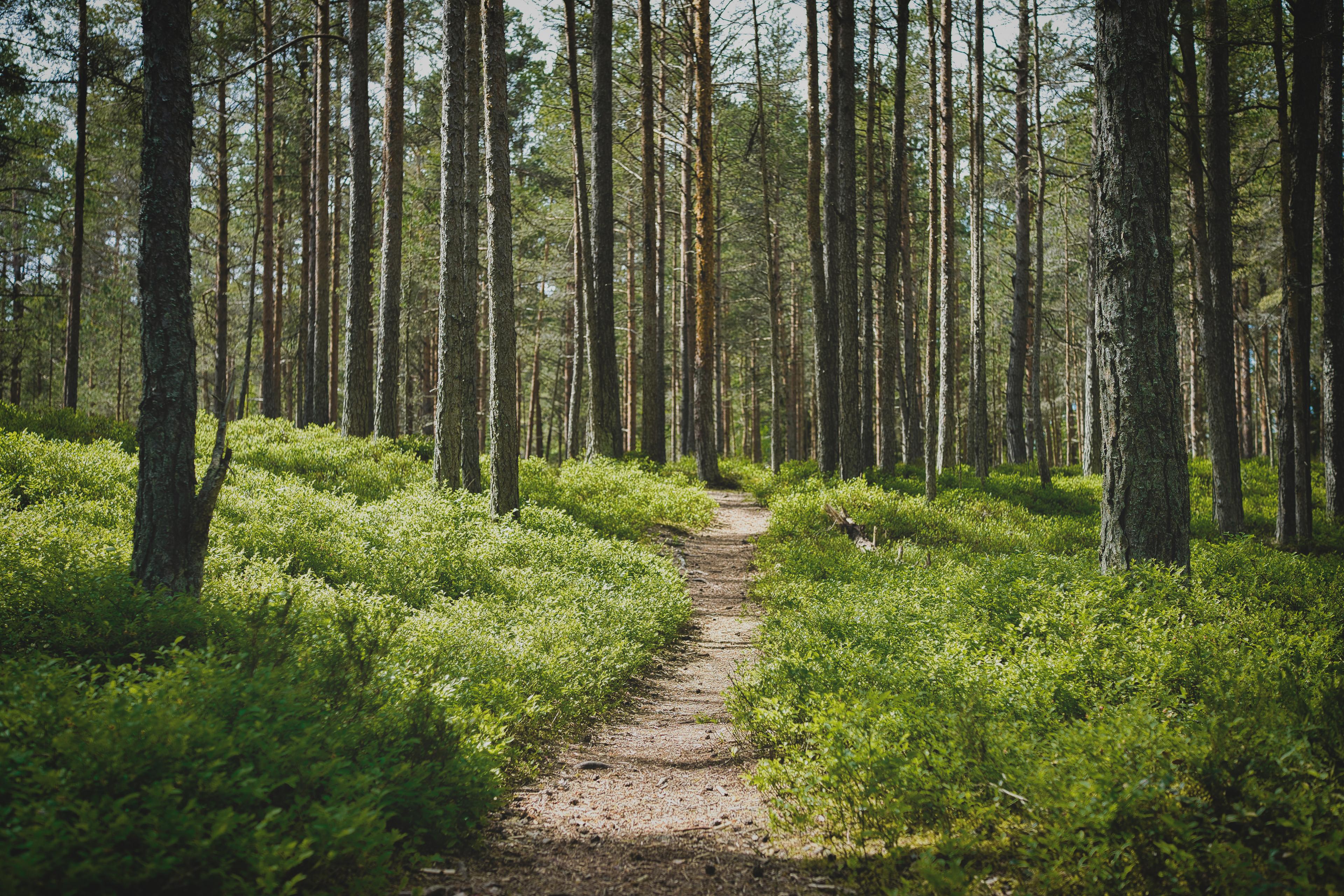 Path in forest