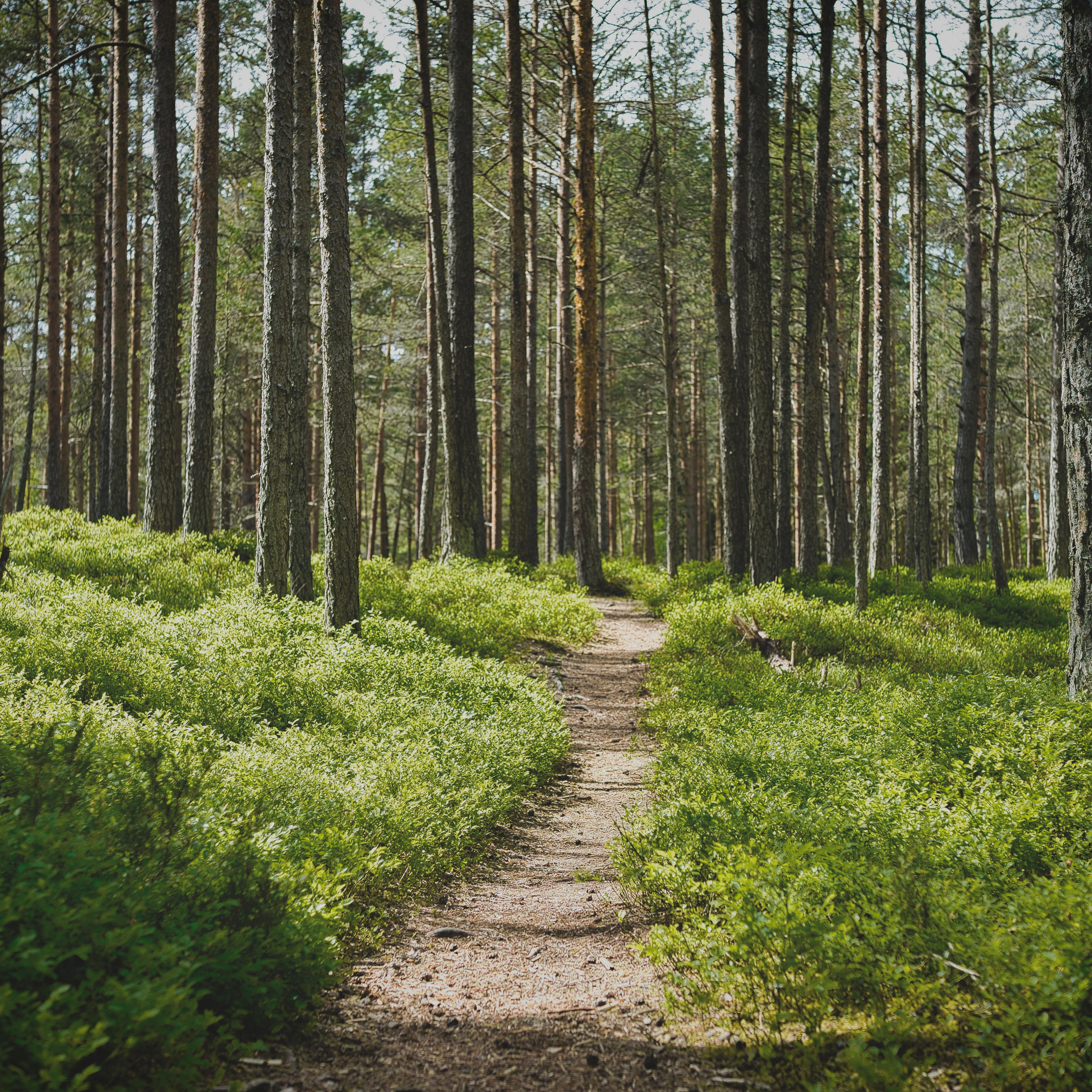 Path in forest