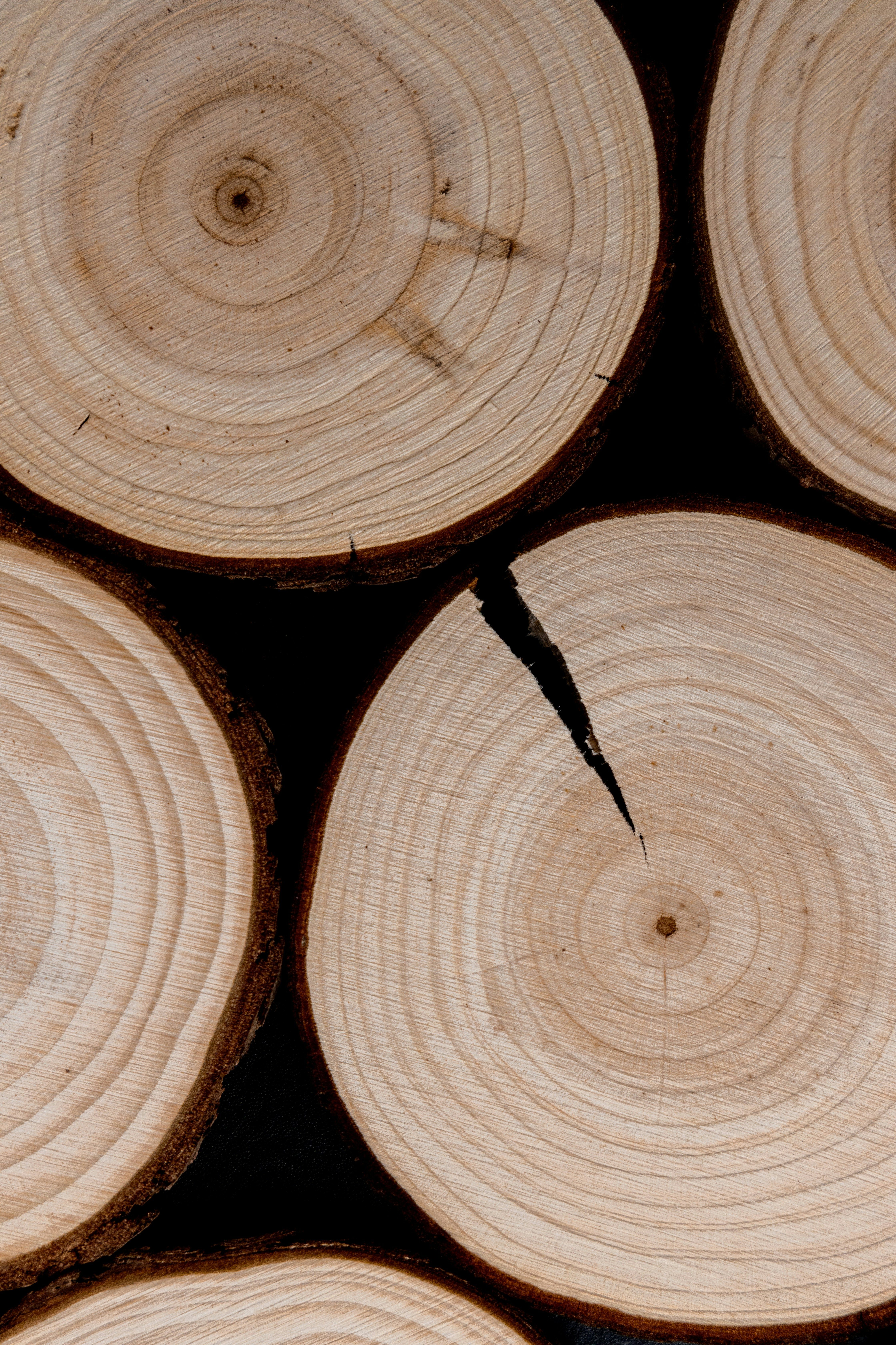 A stack of recently felled pine trees