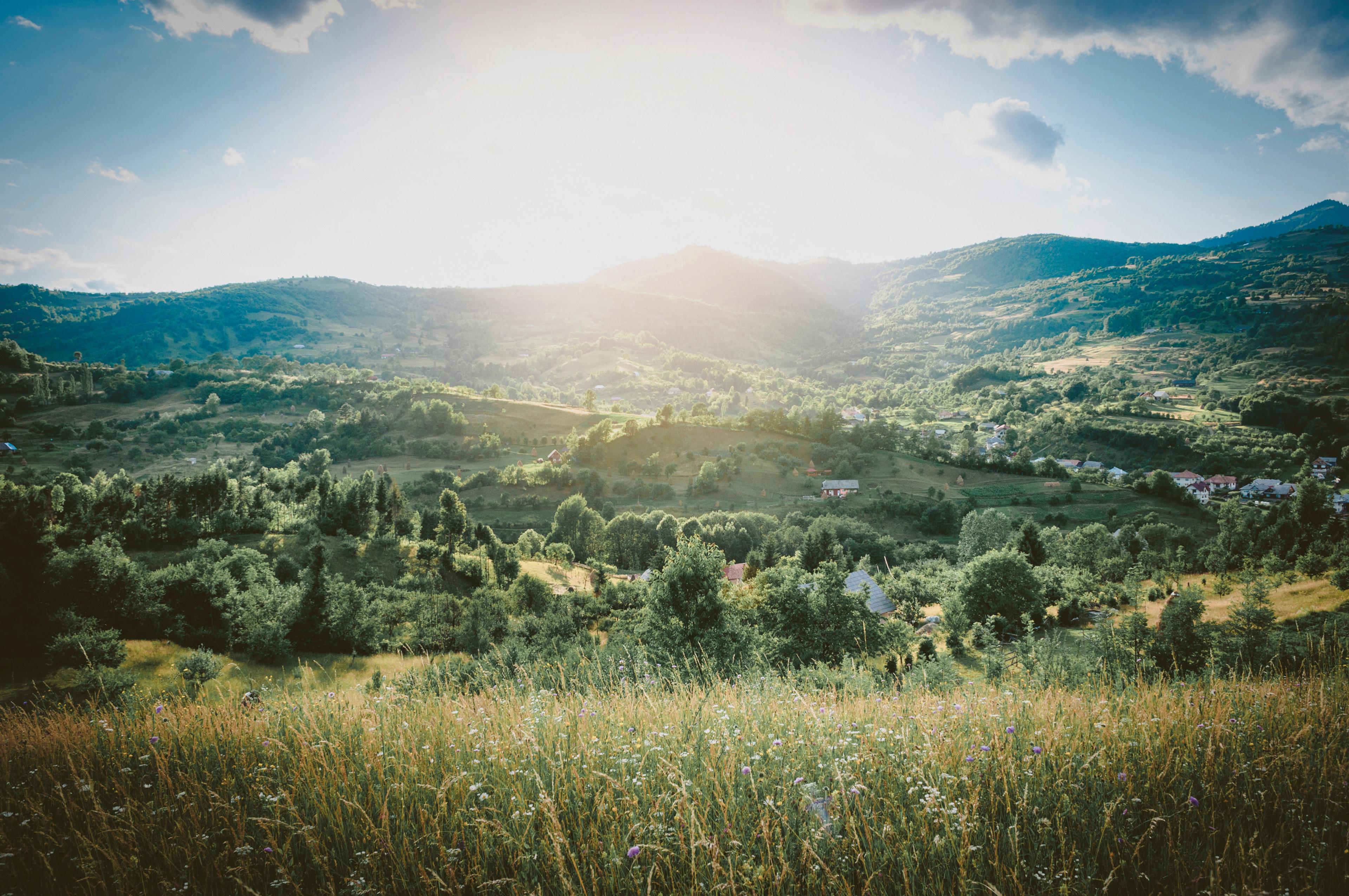 Landscape with grass and trees