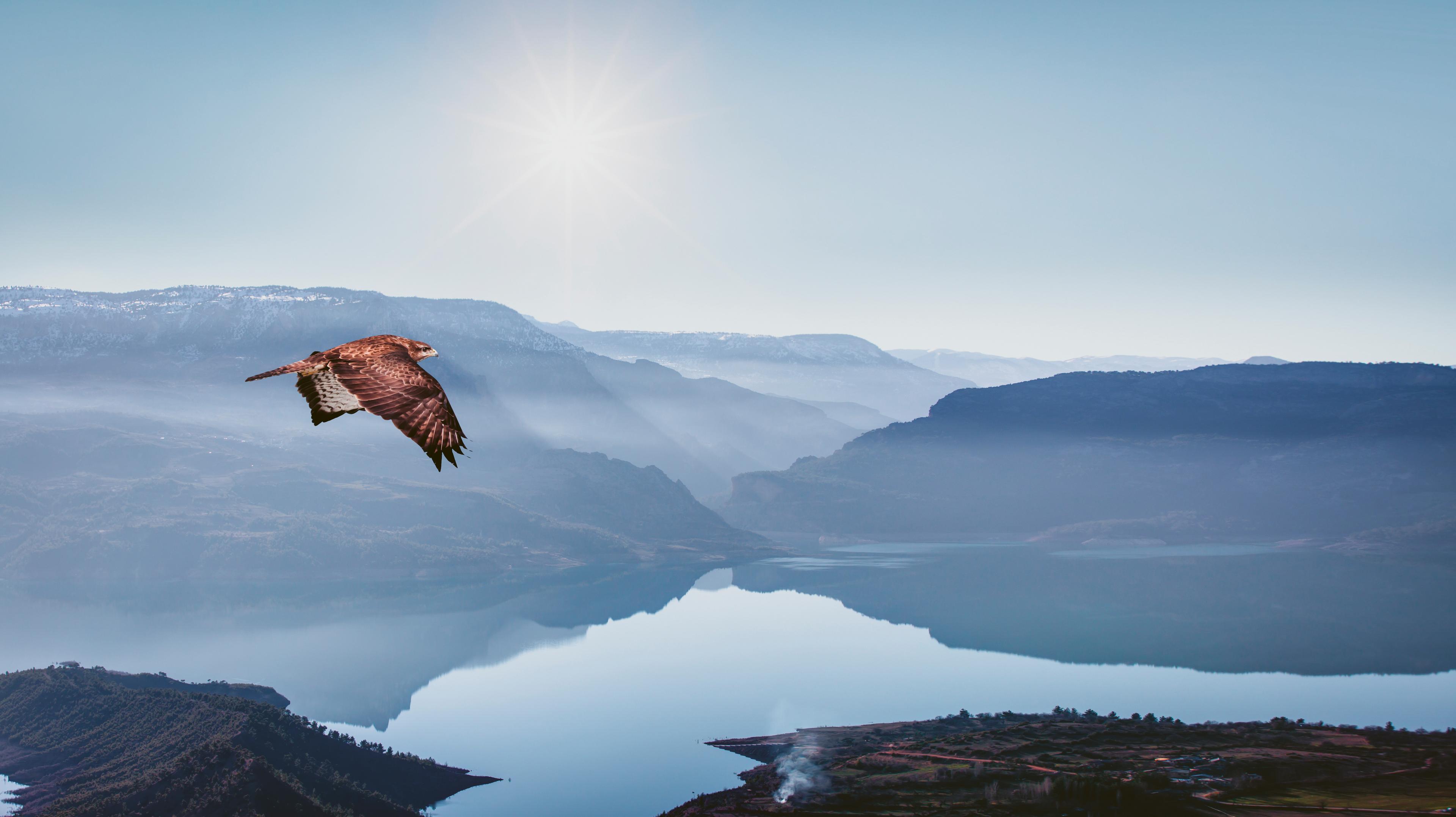 Eagle soaring over lake