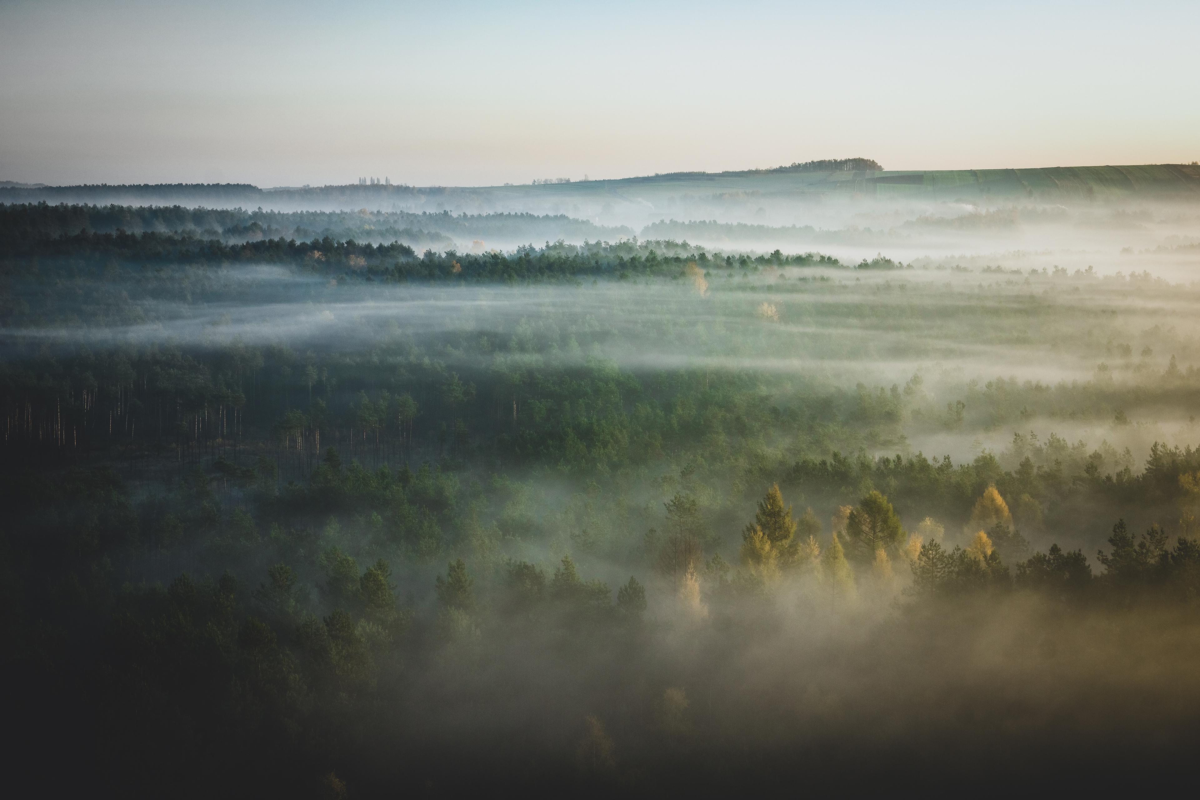 Breeze over forest