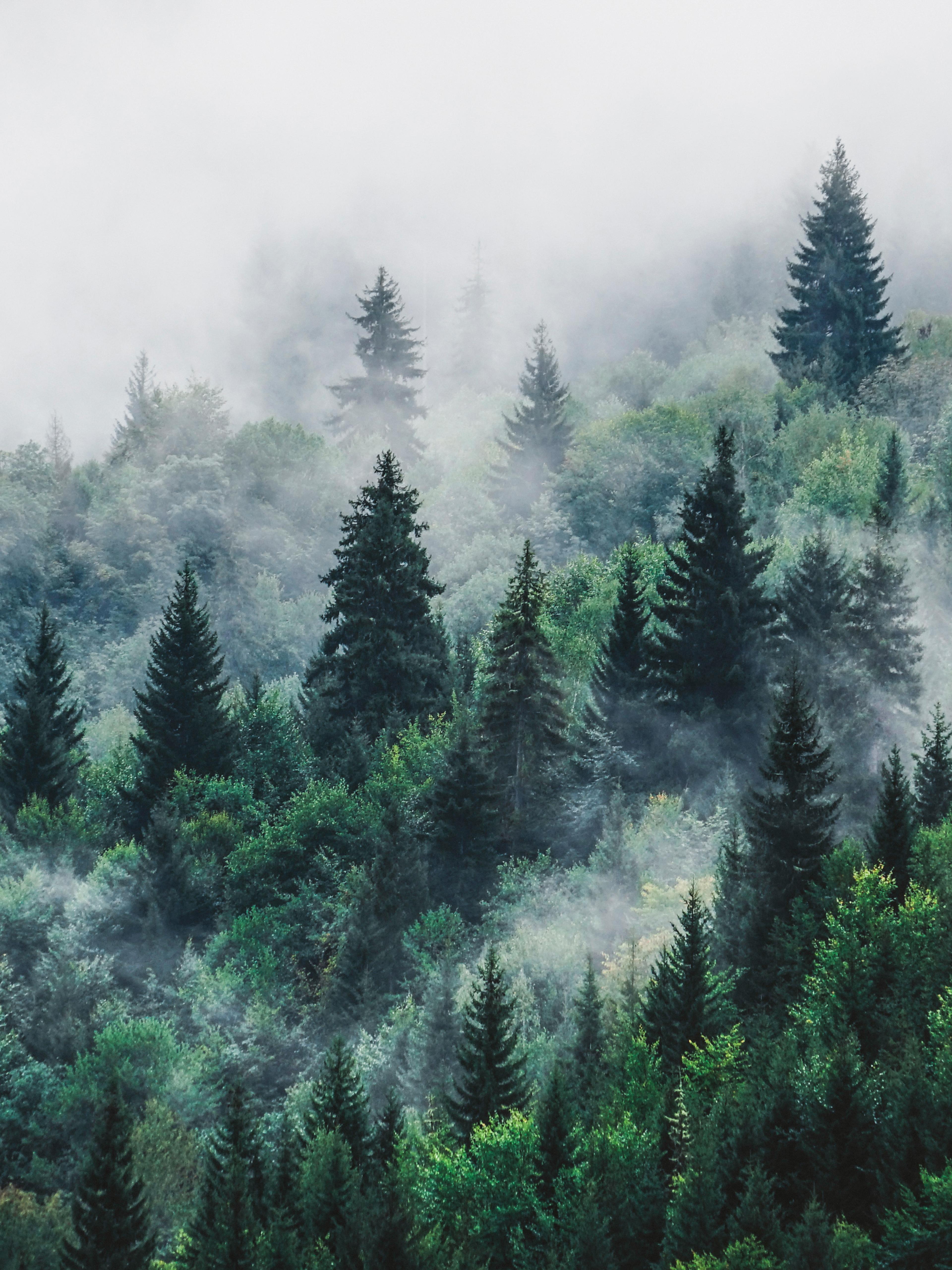 Dark forest with fog