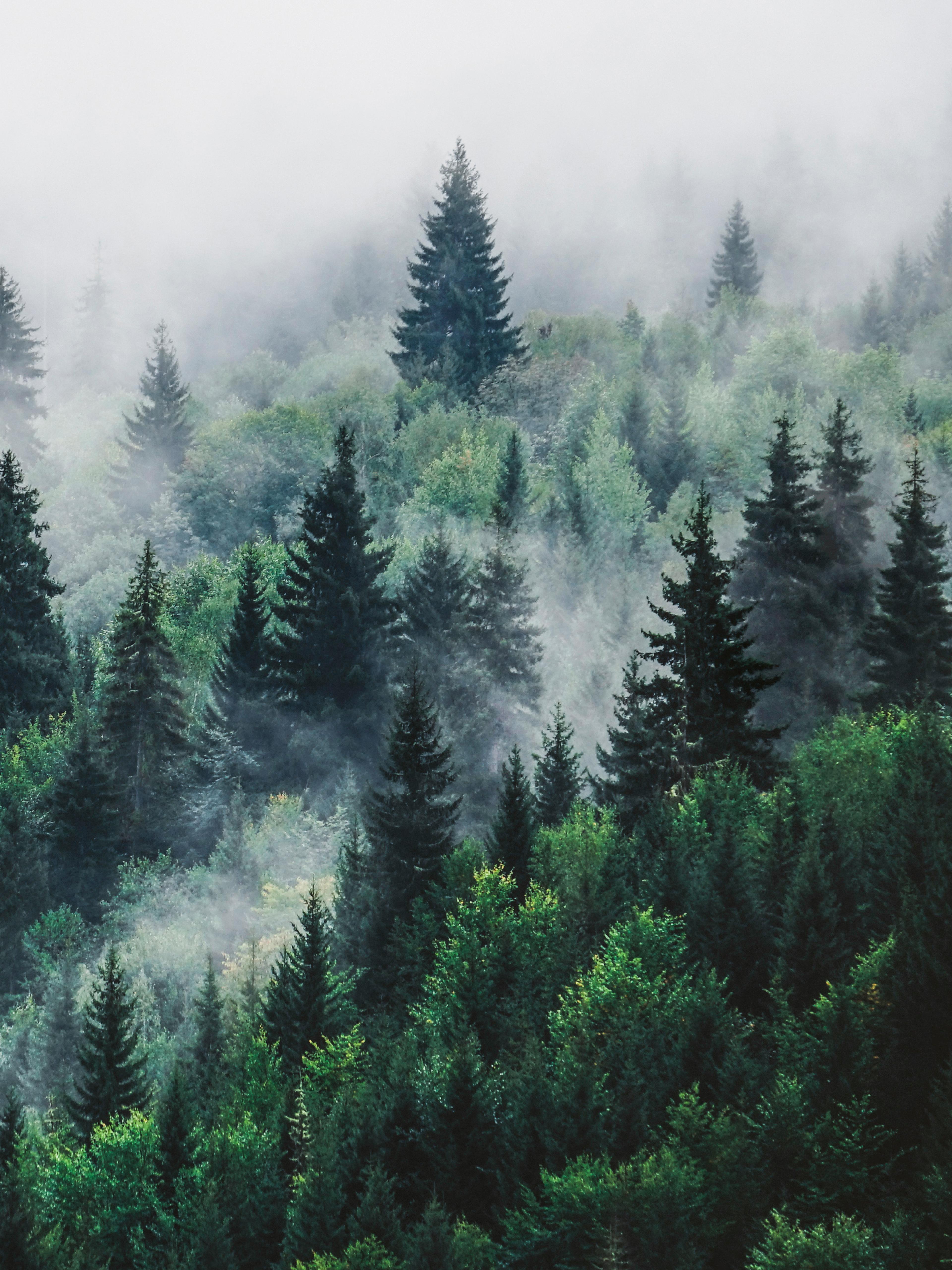Foggy forest