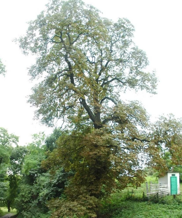 Photograph of large, leafy green tree.