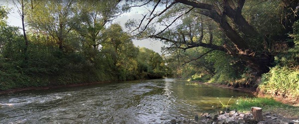 Color photograph of a river cutting through a green forest