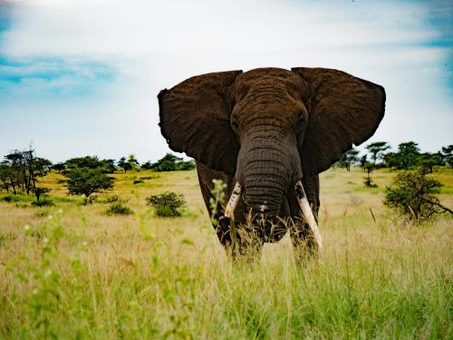 I Went to Tanzania for the Safari. I Didn’t Expect the Rest of the Country to Stay With Me