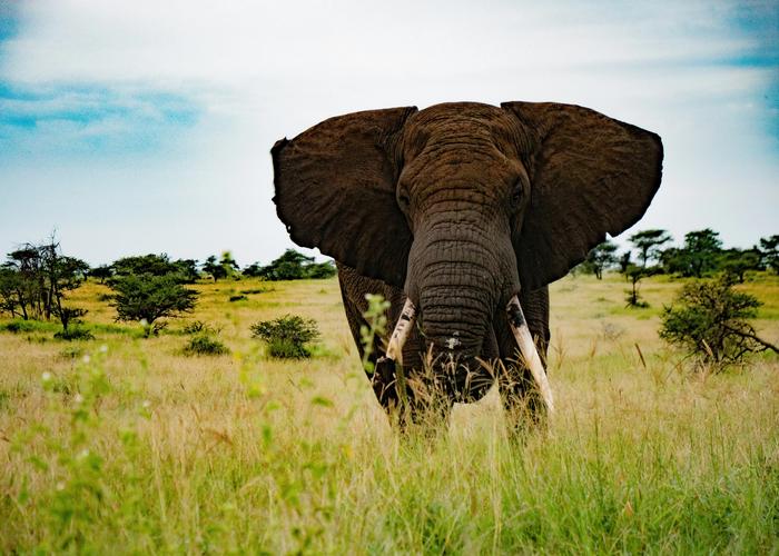 I Went to Tanzania for the Safari. I Didn’t Expect the Rest of the Country to Stay With Me