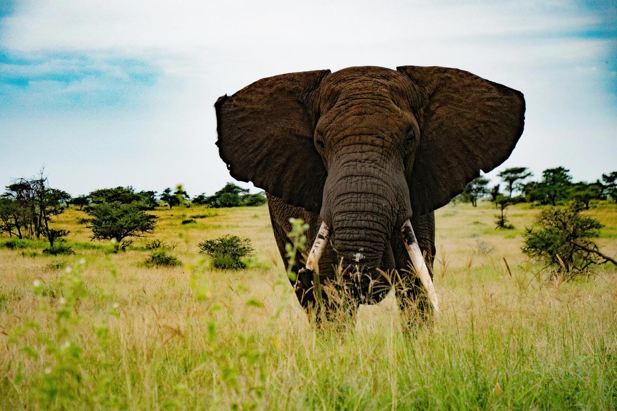 I Went to Tanzania for the Safari. I Didn’t Expect the Rest of the Country to Stay With Me