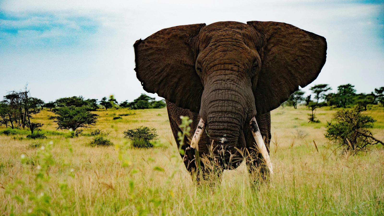 I Went to Tanzania for the Safari. I Didn’t Expect the Rest of the Country to Stay With Me