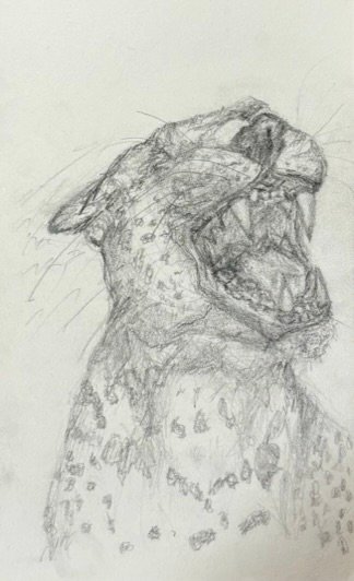 A pencil sketch of a leopard roaring in profile
