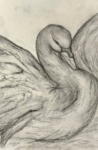 A zoomed in pencil drawing of a majestic dark swan spreading her wings