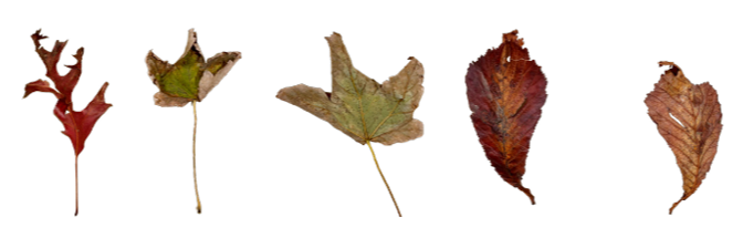 Five pressed autumn leaves, from deep red through green to brown.