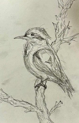 A pencil sketch of a winter birdy perched on a bare branch