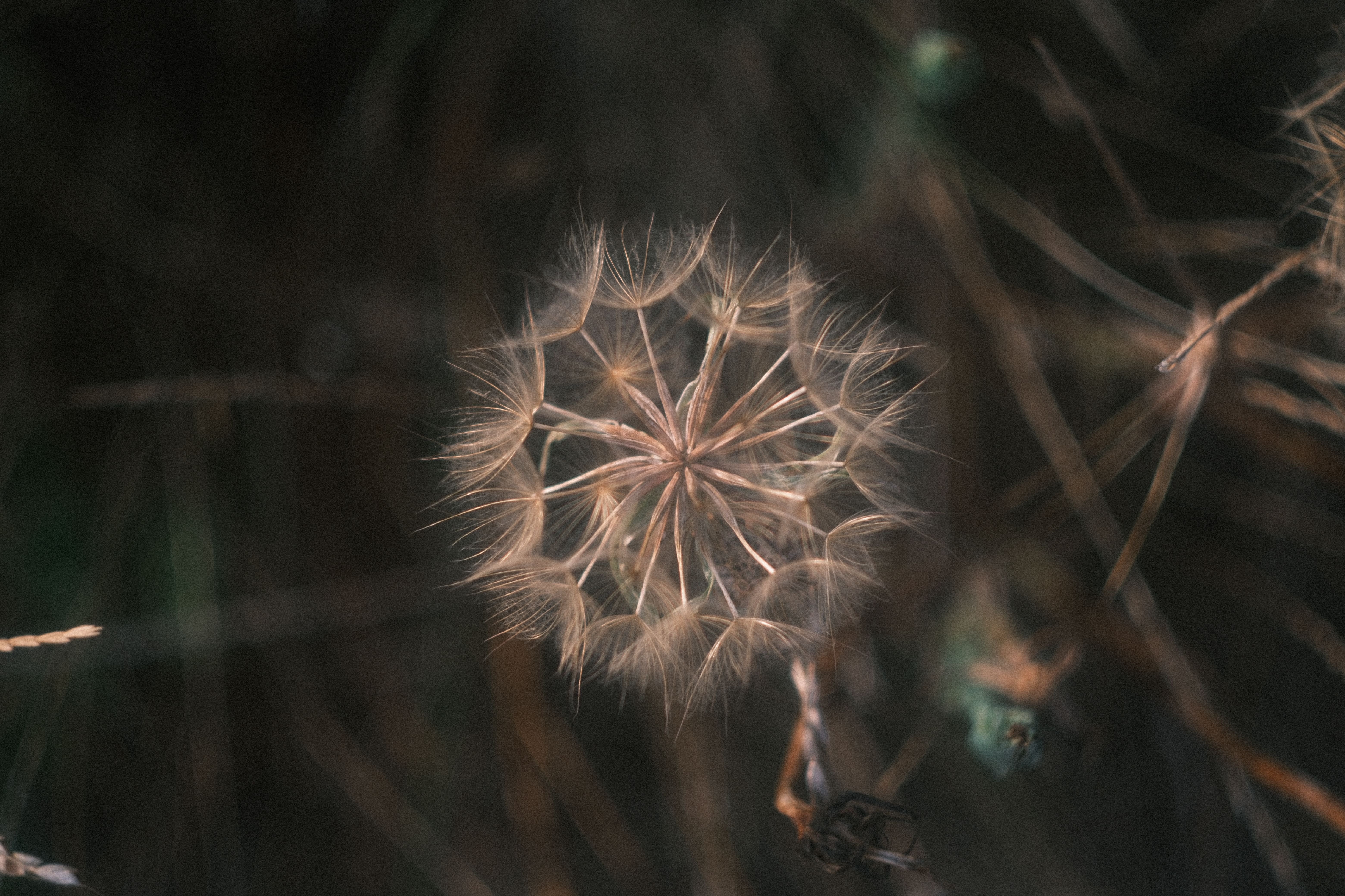 Helios 44-2 58mm f2-6