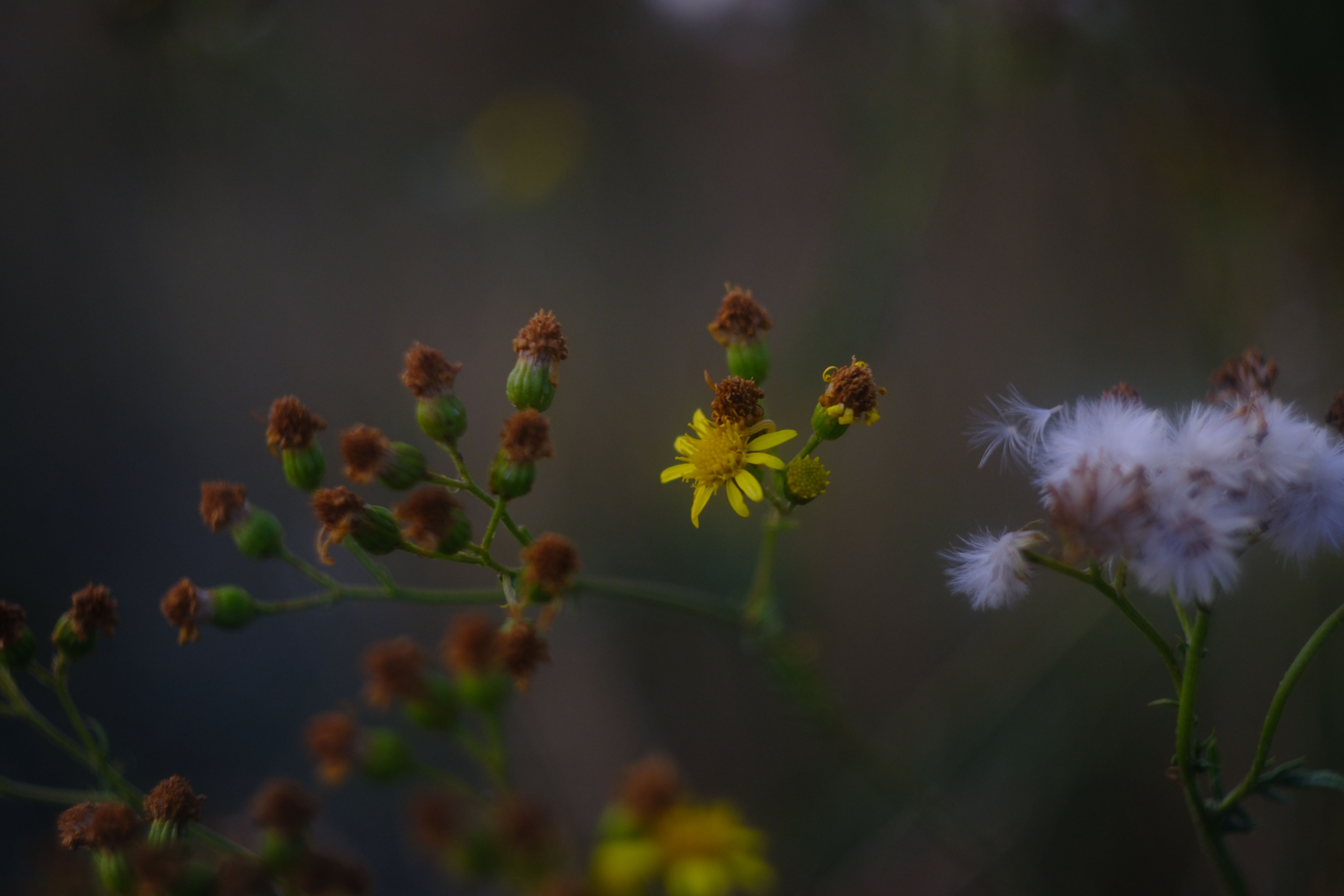 Helios 44-2 58mm f2-4