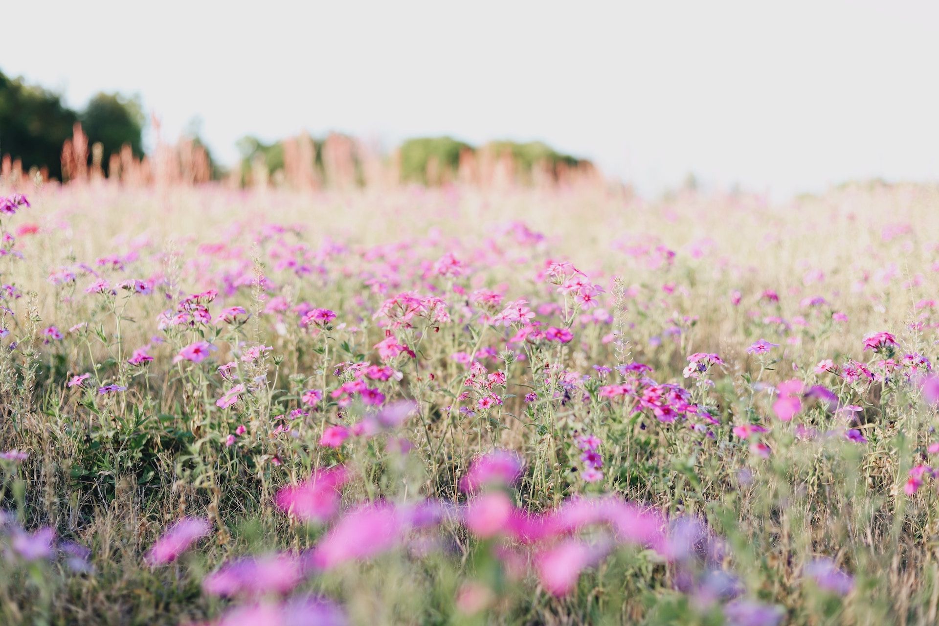 Escape LA for a spring road trip to Yosemite’s wildflowers and waterfalls