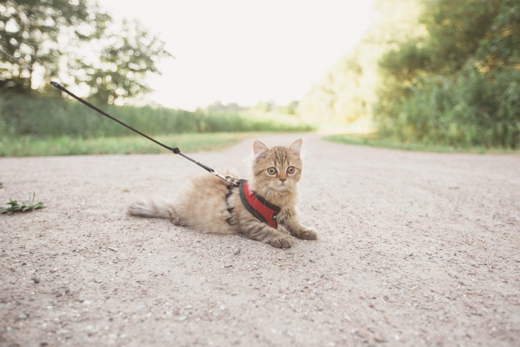 how to keep mice out of camper