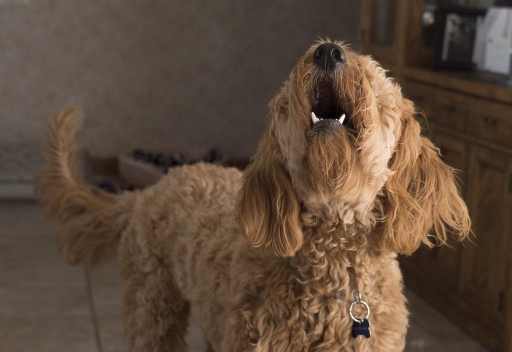 Photo Tripping America - Traveling With Your Pet - Outdoorsy