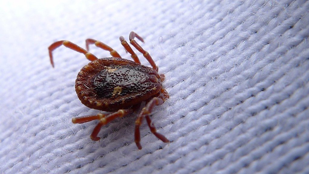 Prepare Yourself: Tick Season Is Upon Us