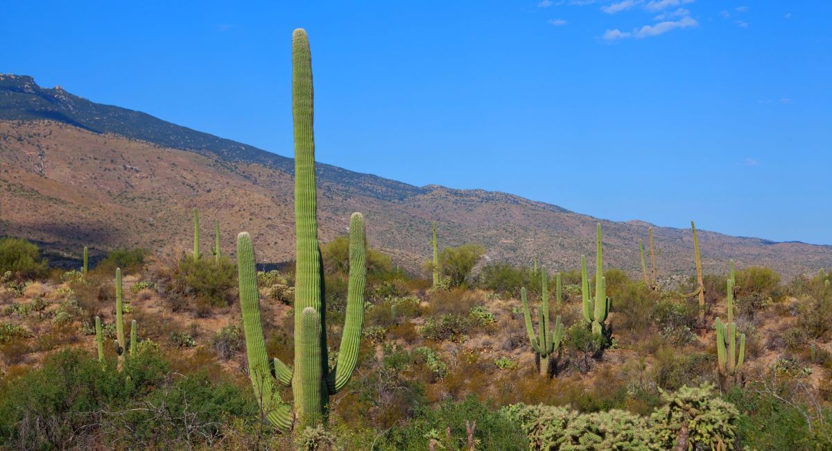 Saguaro National Park by RV: Base Camp in Tucson, Day-Trip into the Desert