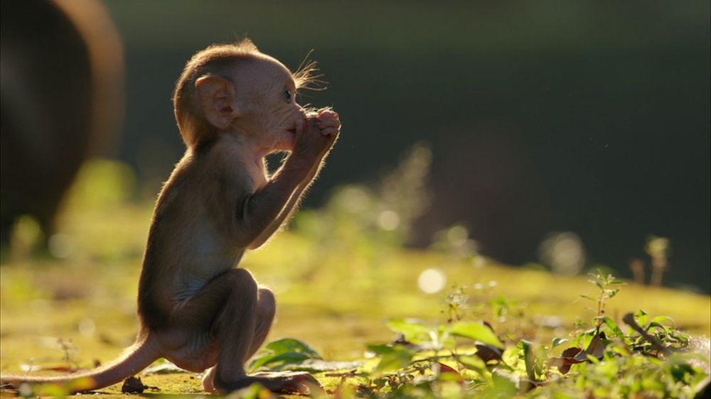 Nature Documentaries | Outdoorsy