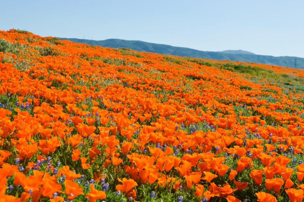 wildflower blooms