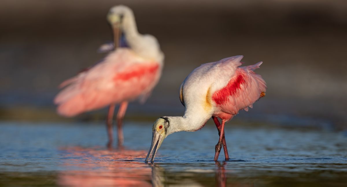 Winter in the Everglades by RV: The Season the Park was Built For