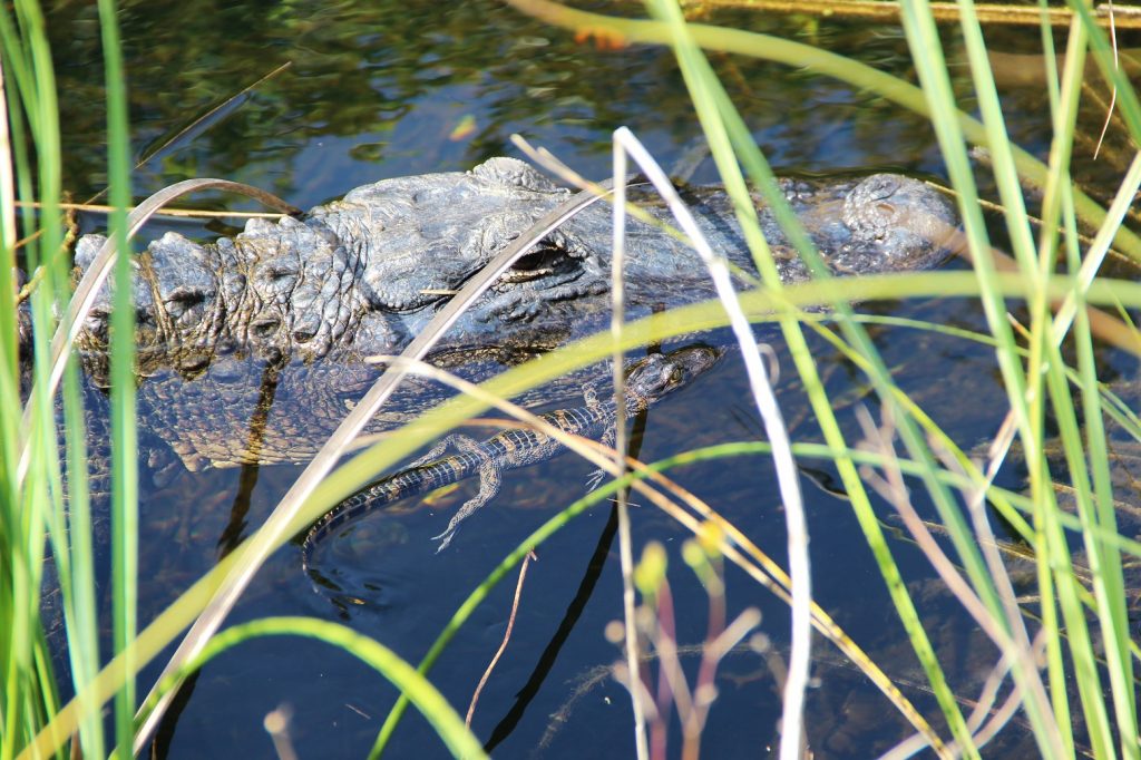 Everglades National Park