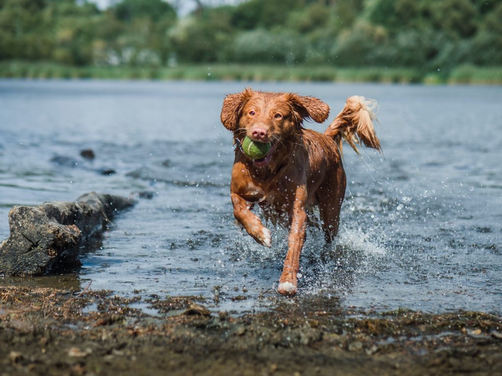 Dog running in lake