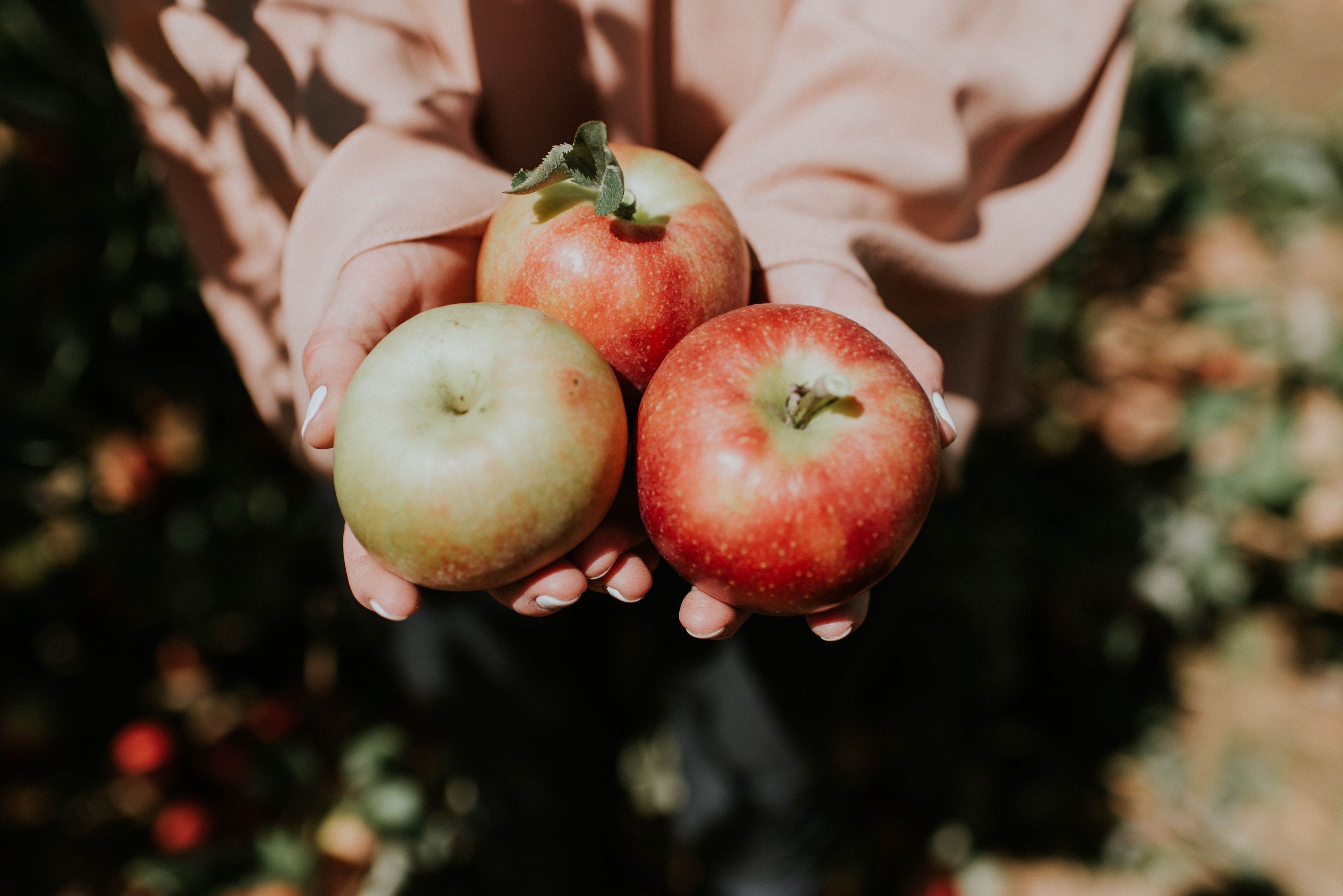 Apple picking | Outdoorsy RV Rental Marketplace