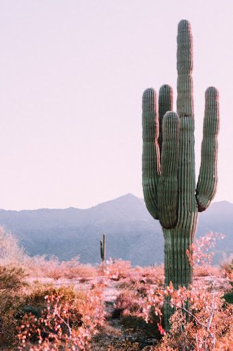desert cactus